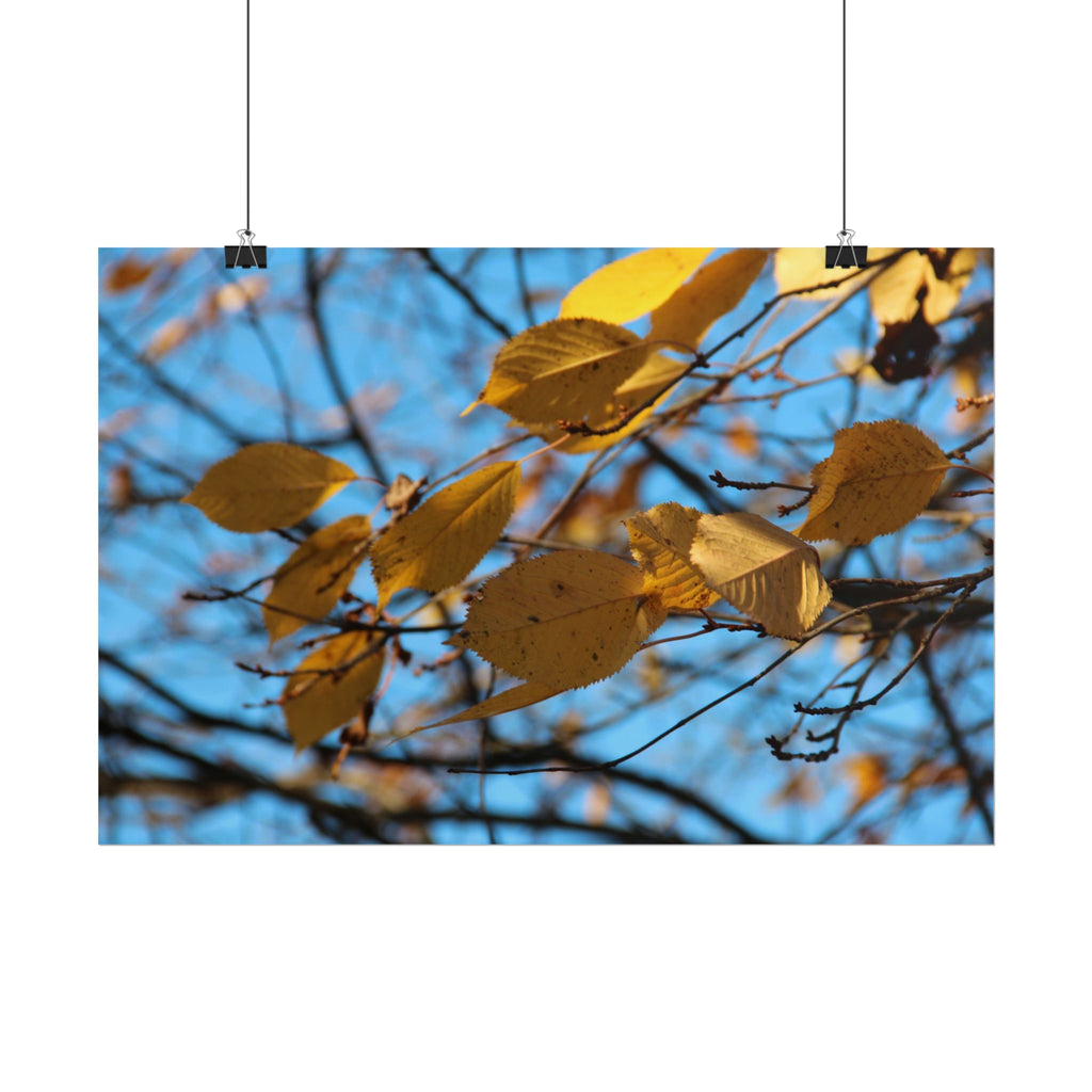 Yellow Leaves Rolled Poster