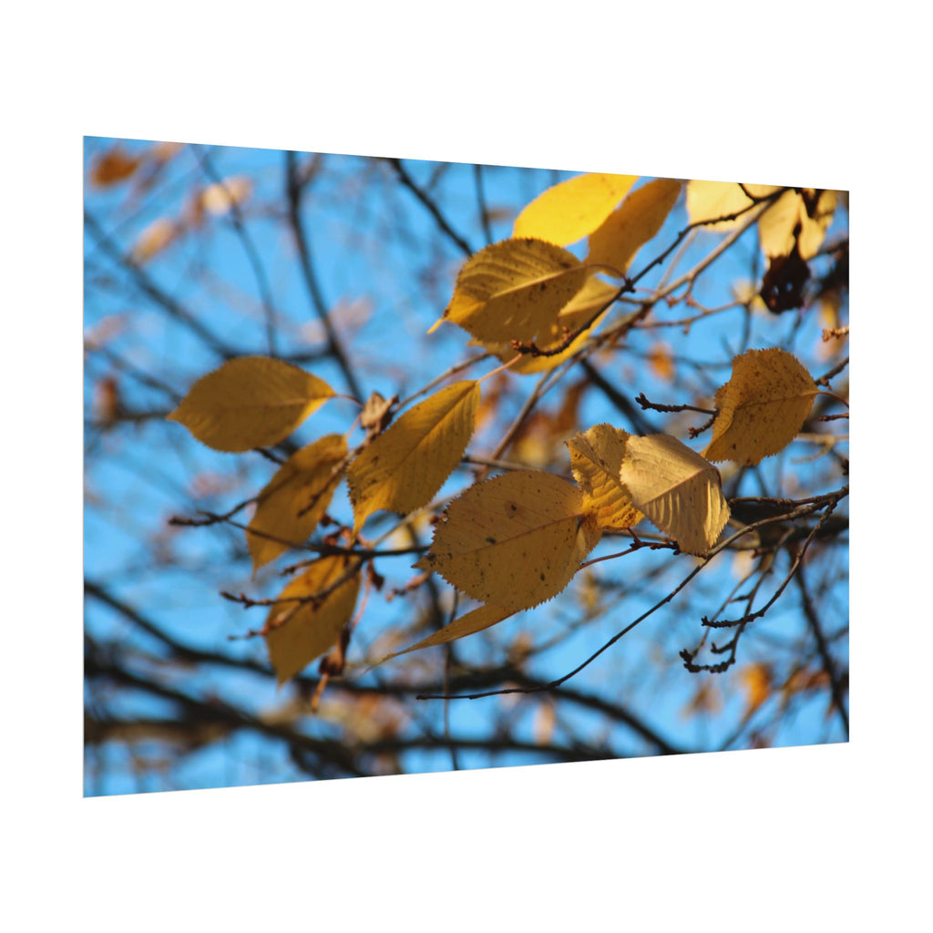 Yellow Leaves Rolled Poster