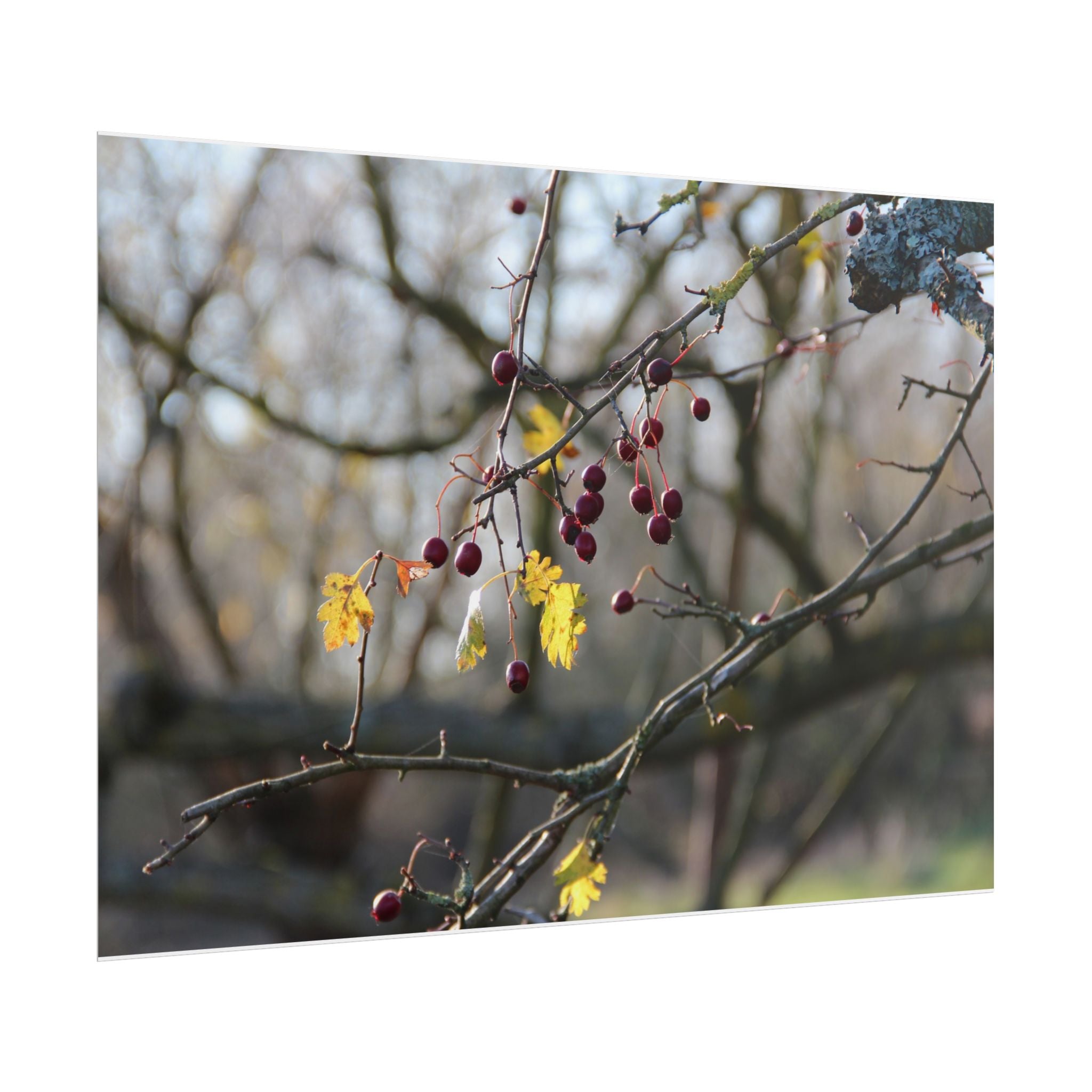 Winter Berries Rolled Poster