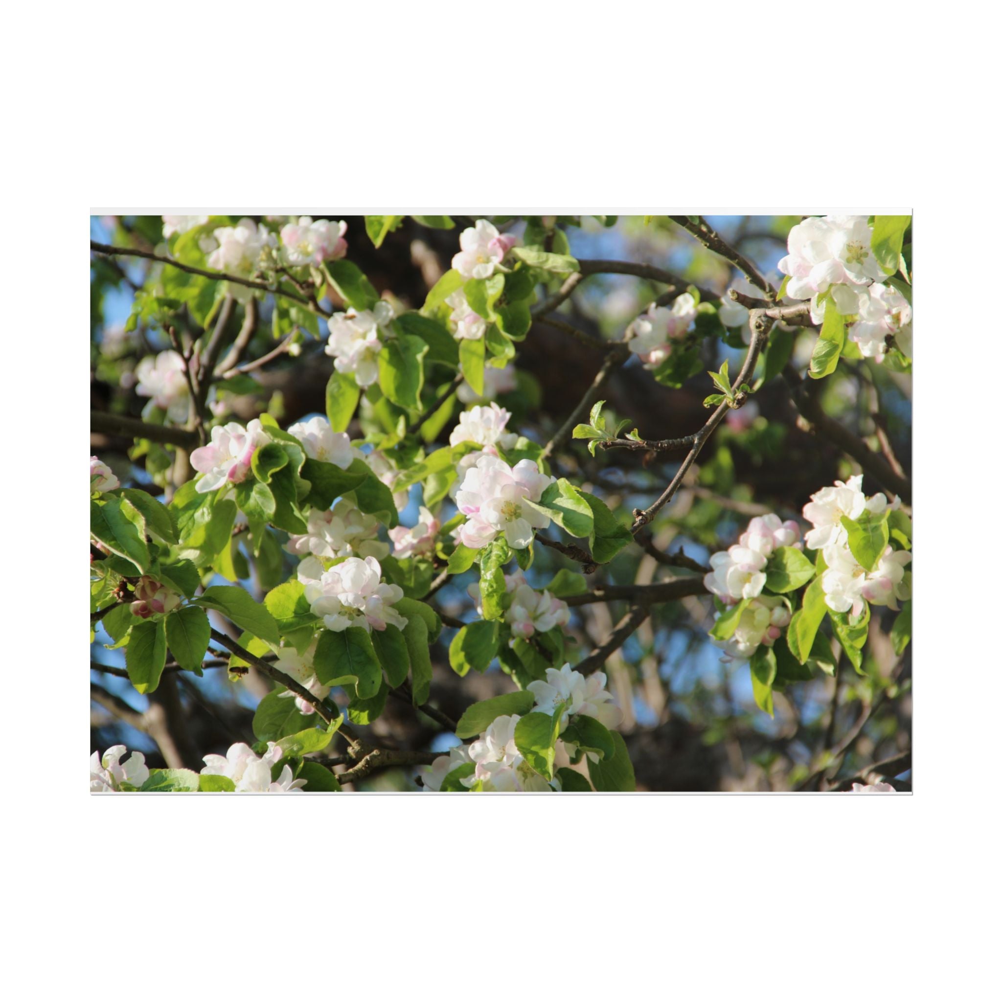 Floral Spring Rolled Poster