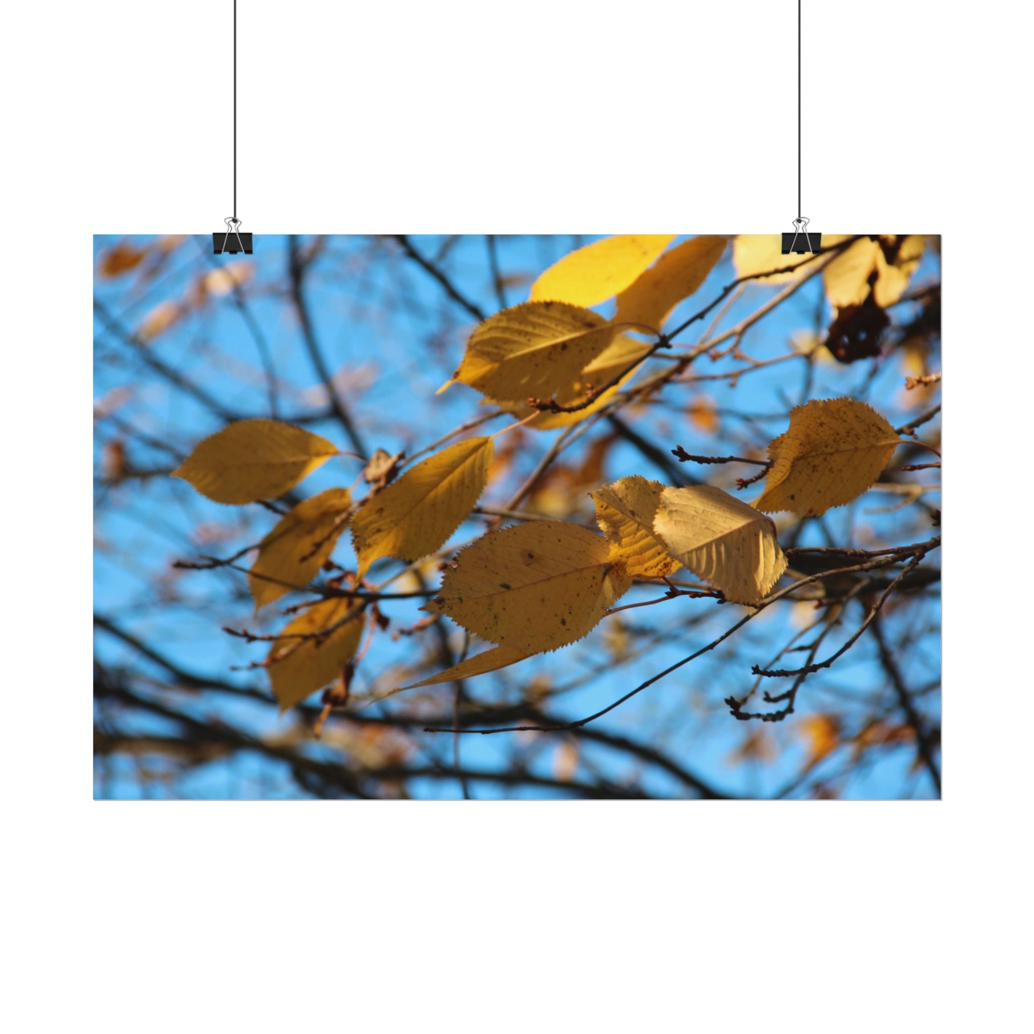 Yellow Leaves Rolled Poster