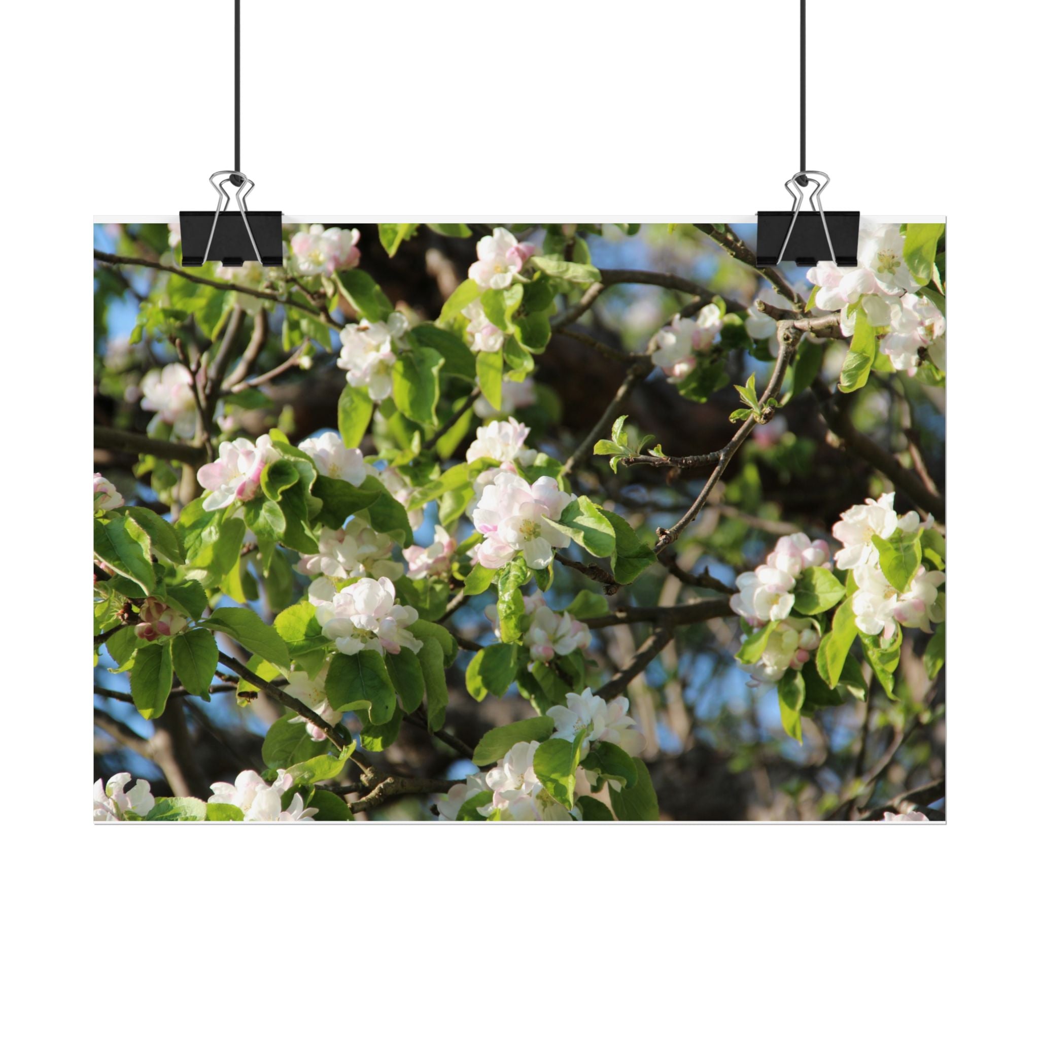 Floral Spring Rolled Poster