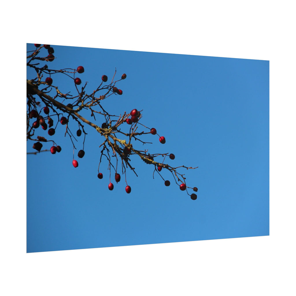 Winter Berries 2 Rolled Poster