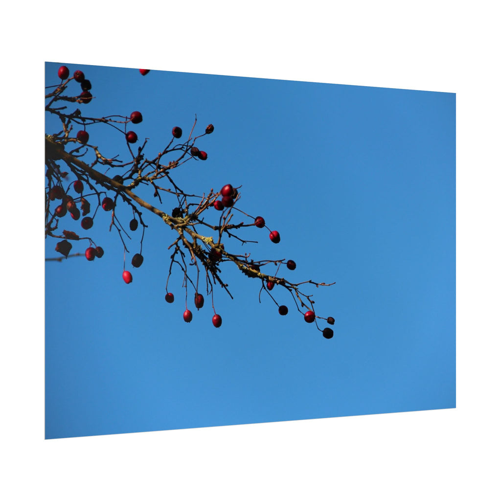 Winter Berries 2 Rolled Poster