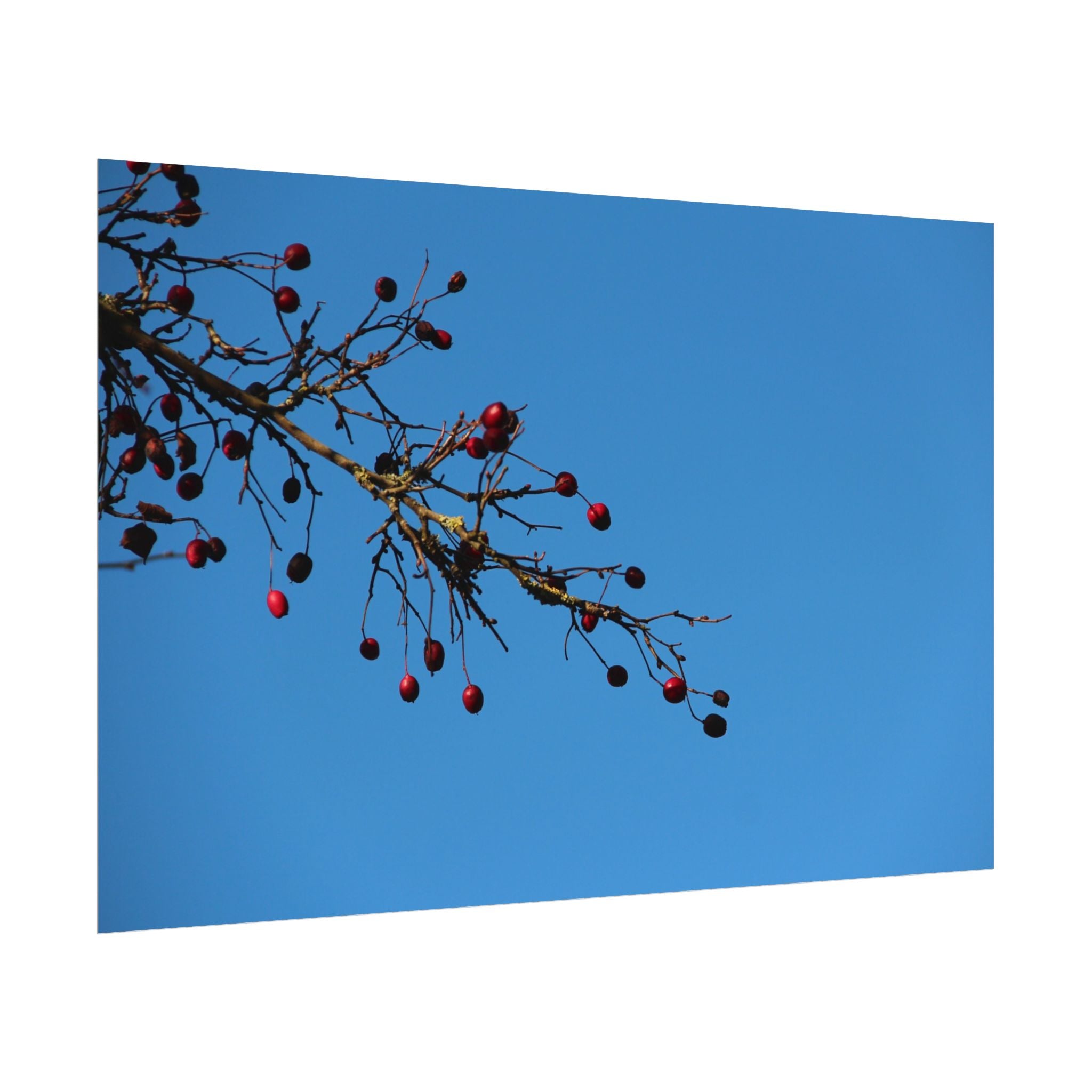 Winter Berries 2 Rolled Poster