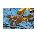 Yellow Leaves Rolled Poster
