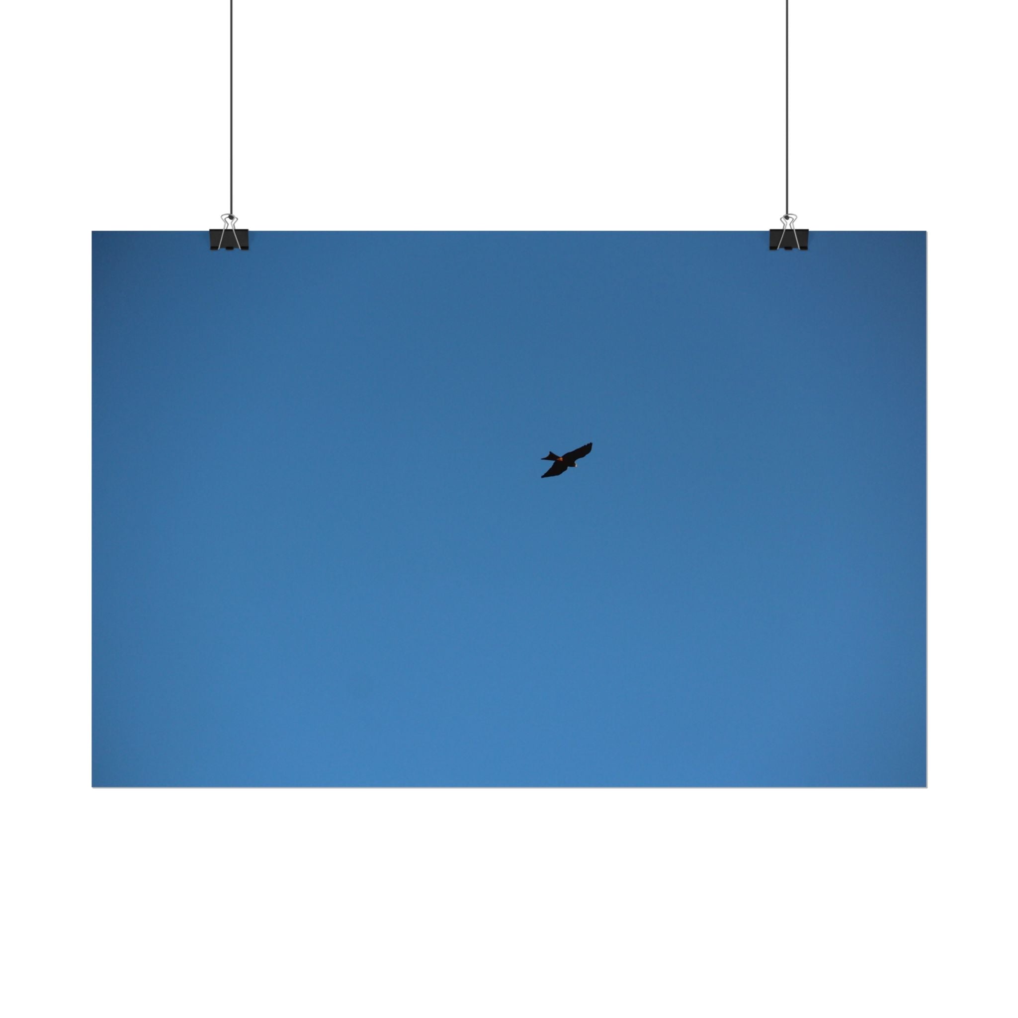 Solo Bird Rolled Poster