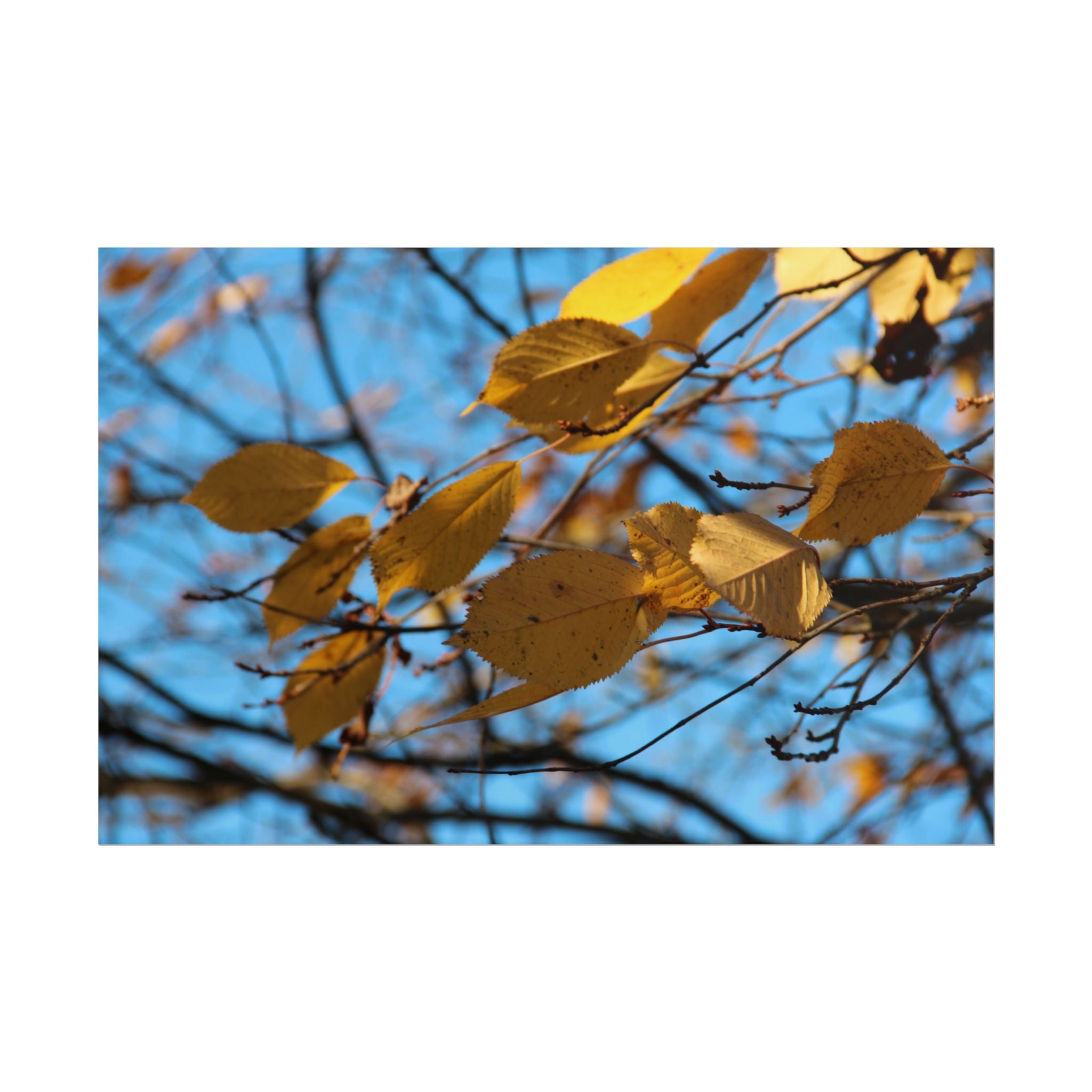 Yellow Leaves Rolled Poster