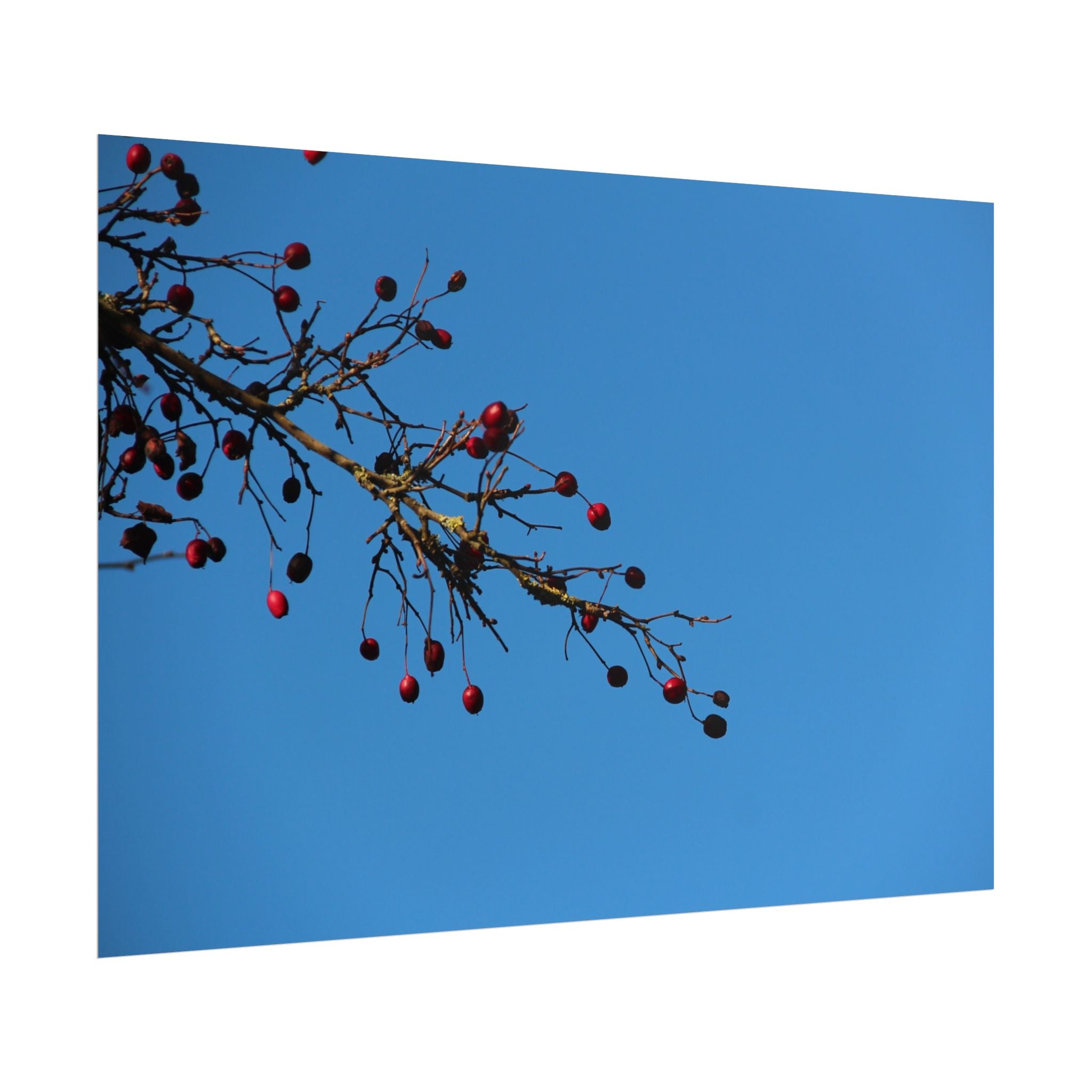 Winter Berries 2 Rolled Poster