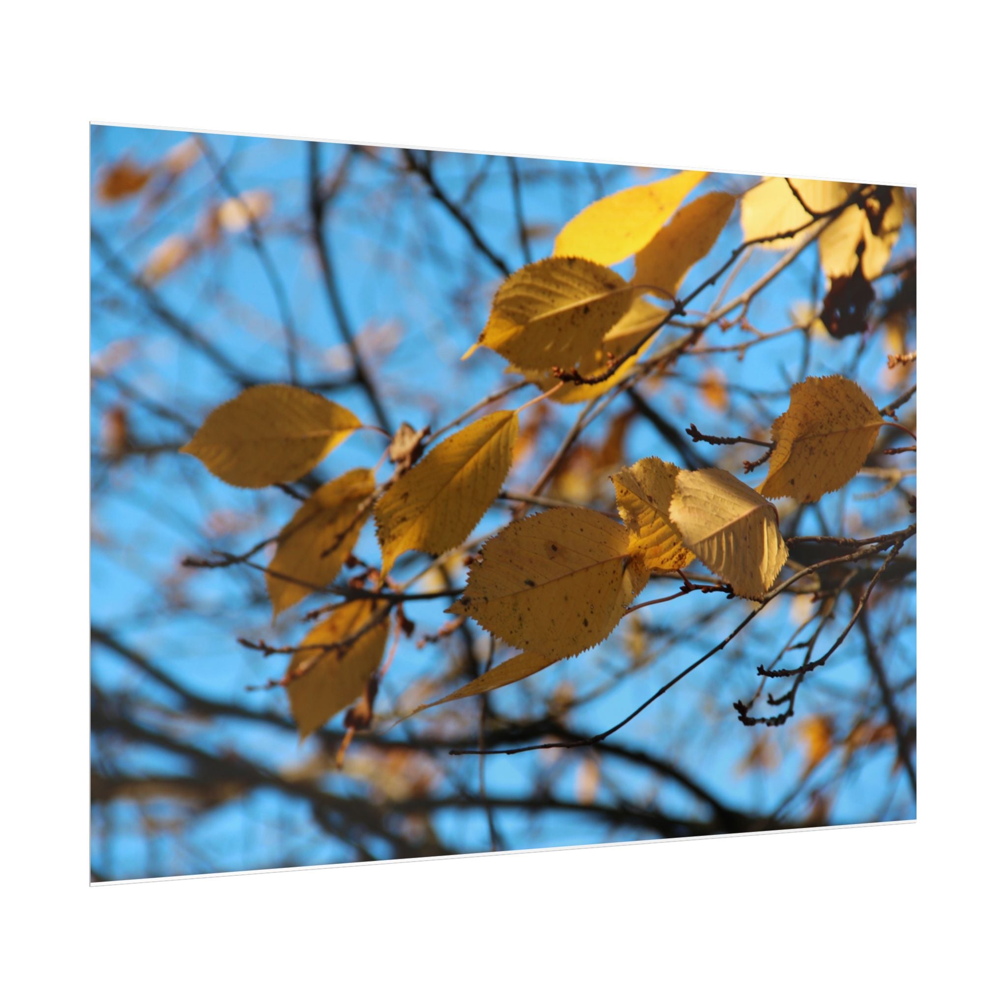 Yellow Leaves Rolled Poster