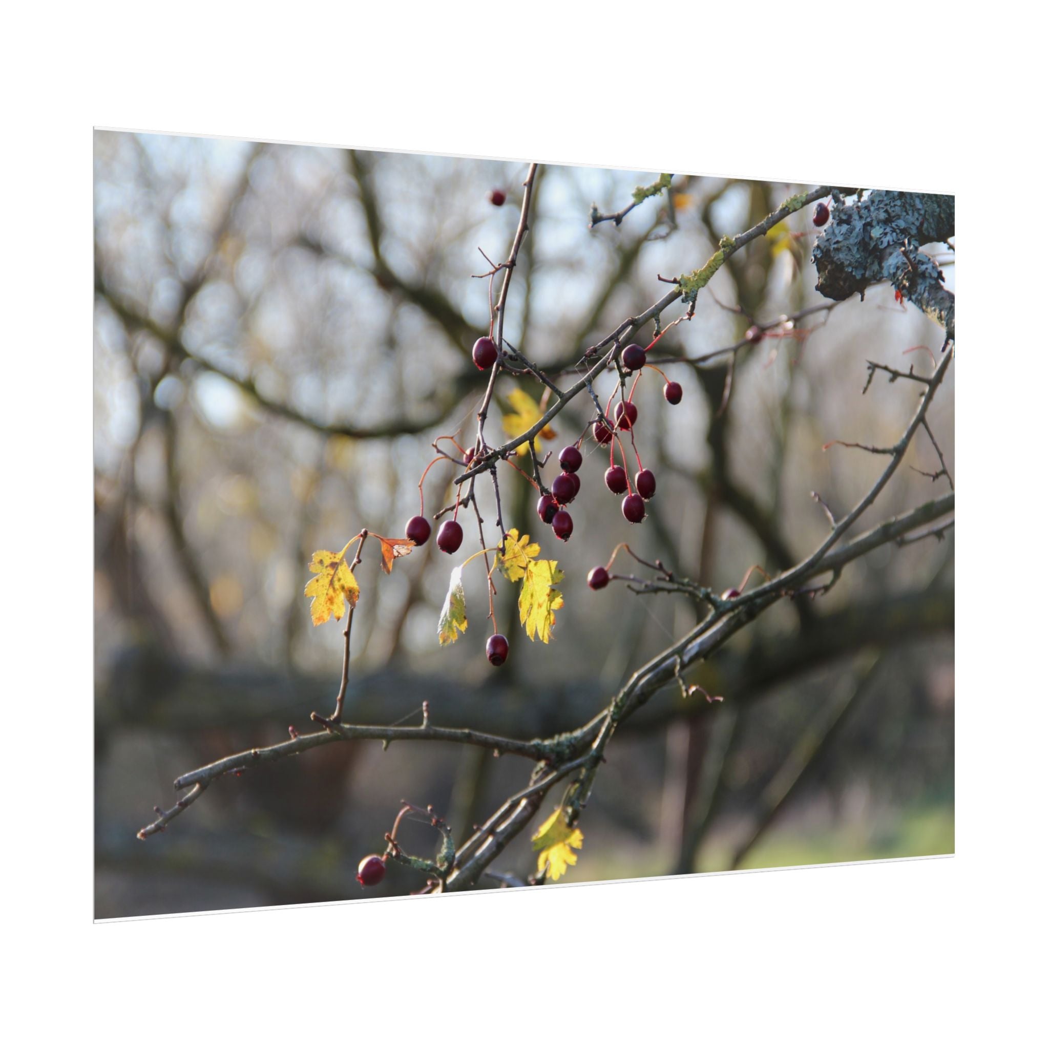 Winter Berries Rolled Poster