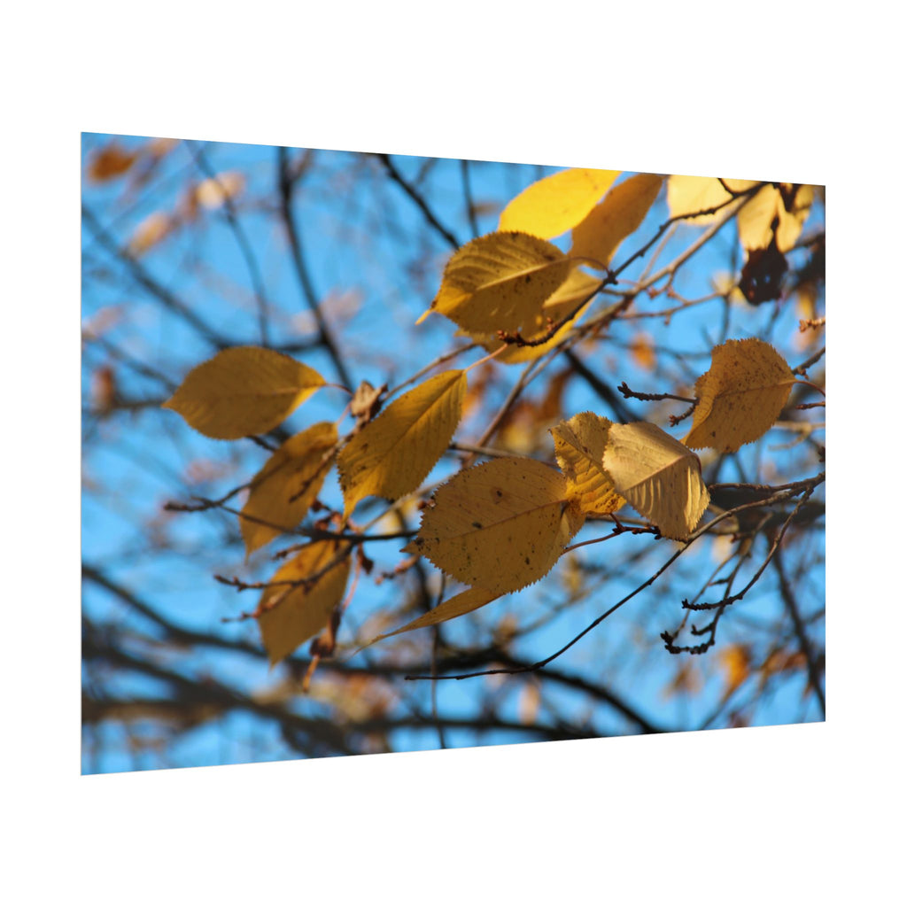 Yellow Leaves Rolled Poster