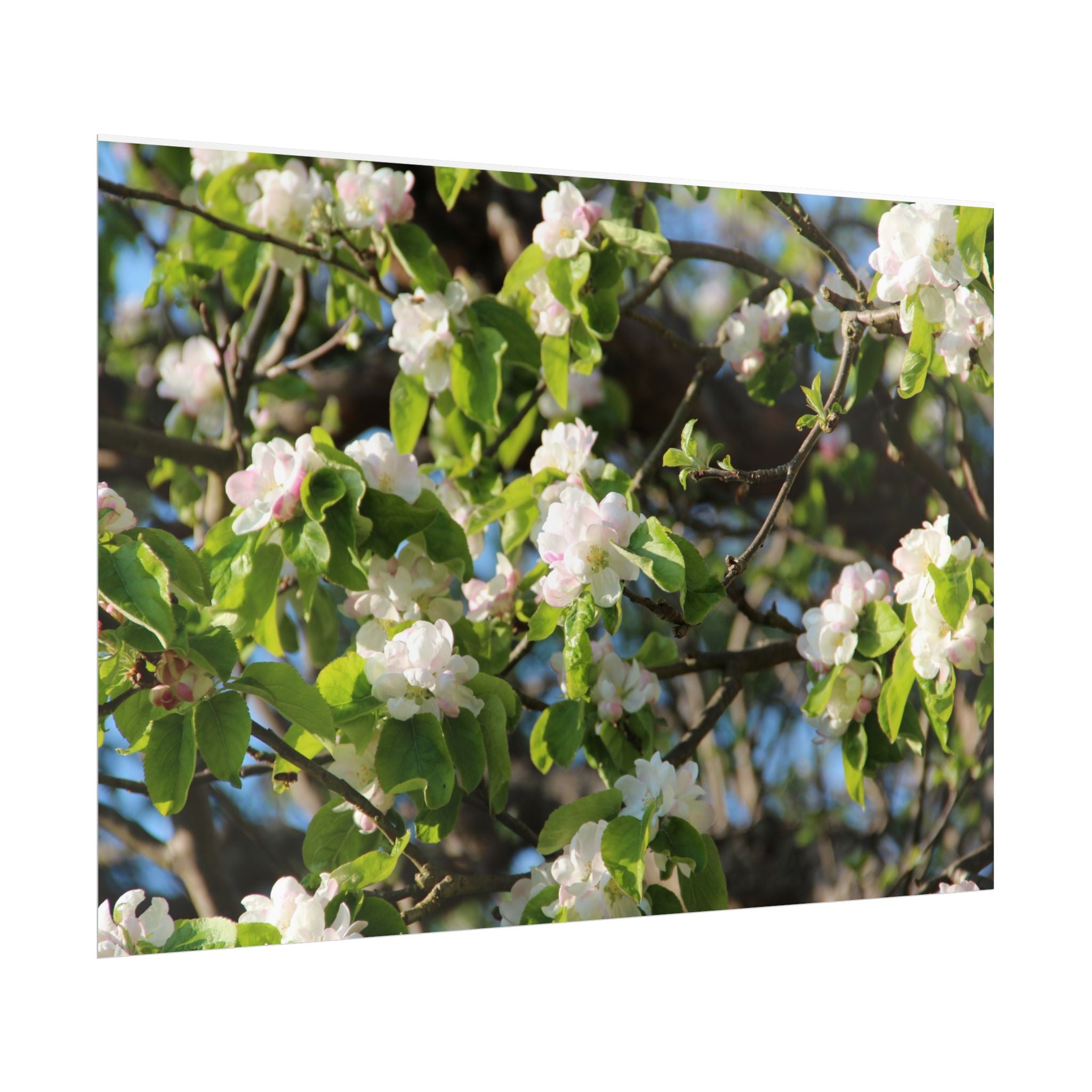 Floral Spring Rolled Poster