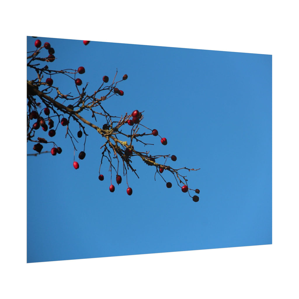 Winter Berries 2 Rolled Poster