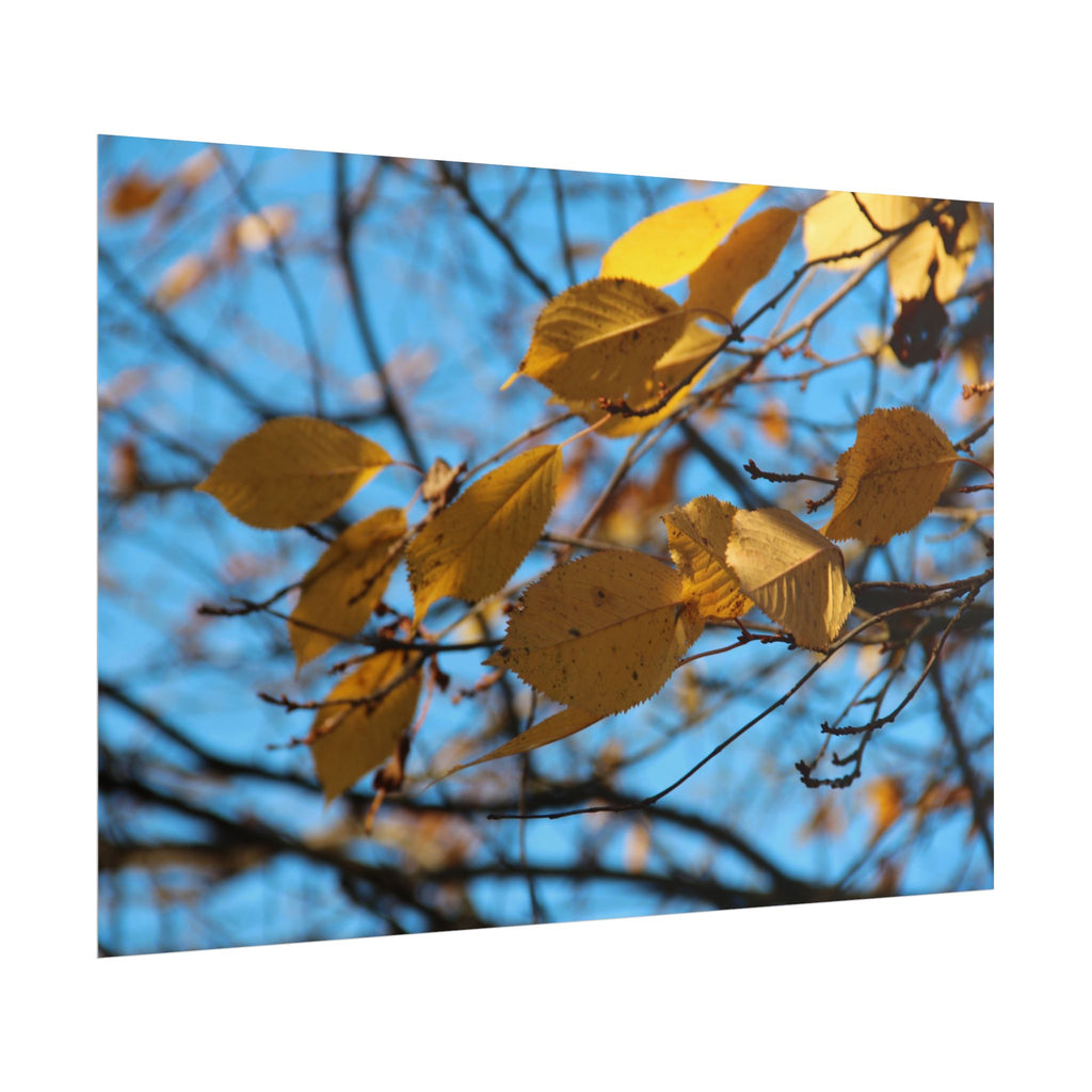 Yellow Leaves Rolled Poster