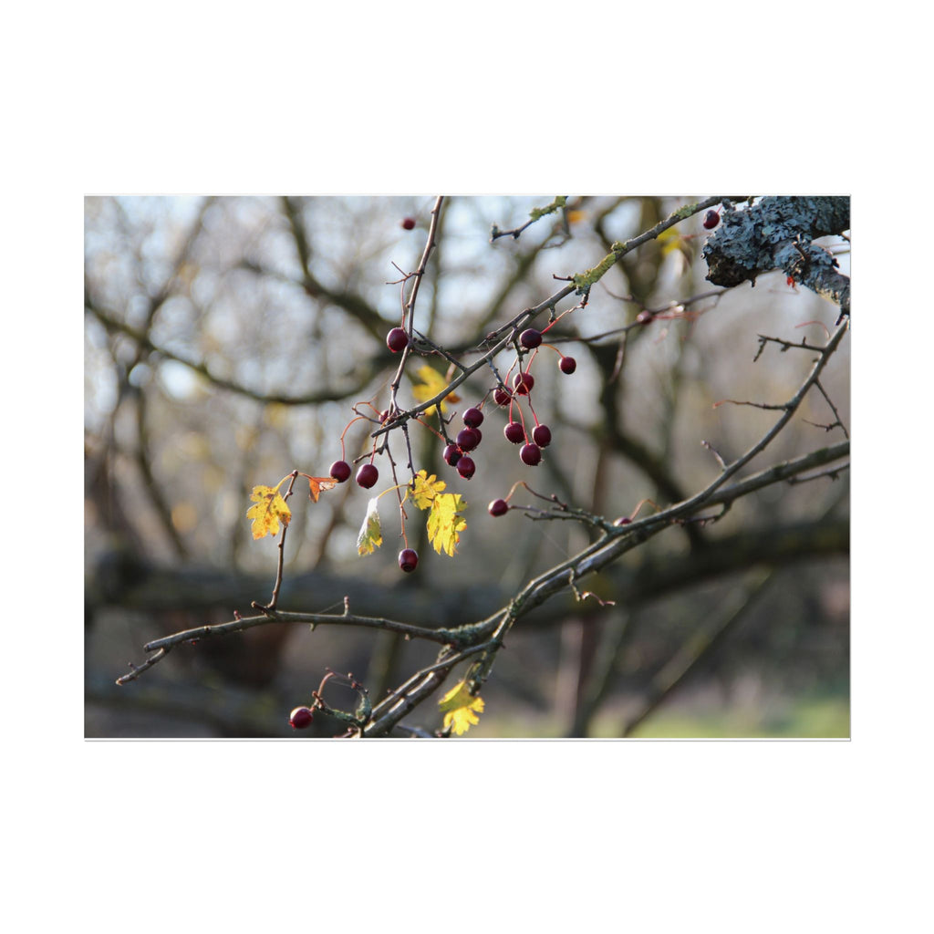 Winter Berries Rolled Poster