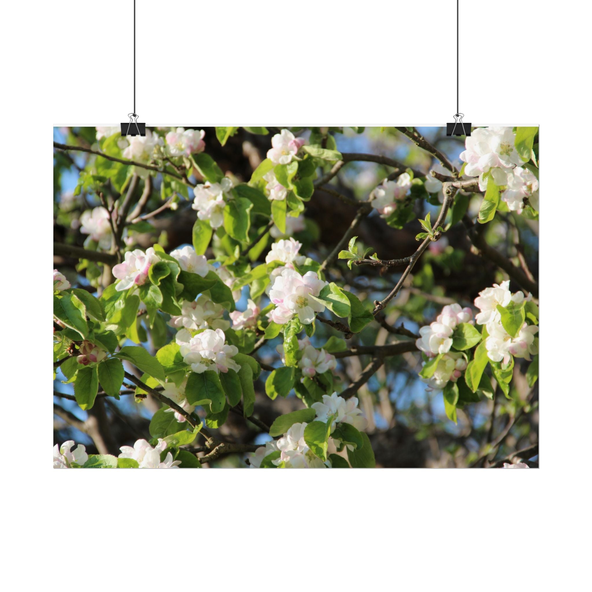 Floral Spring Rolled Poster