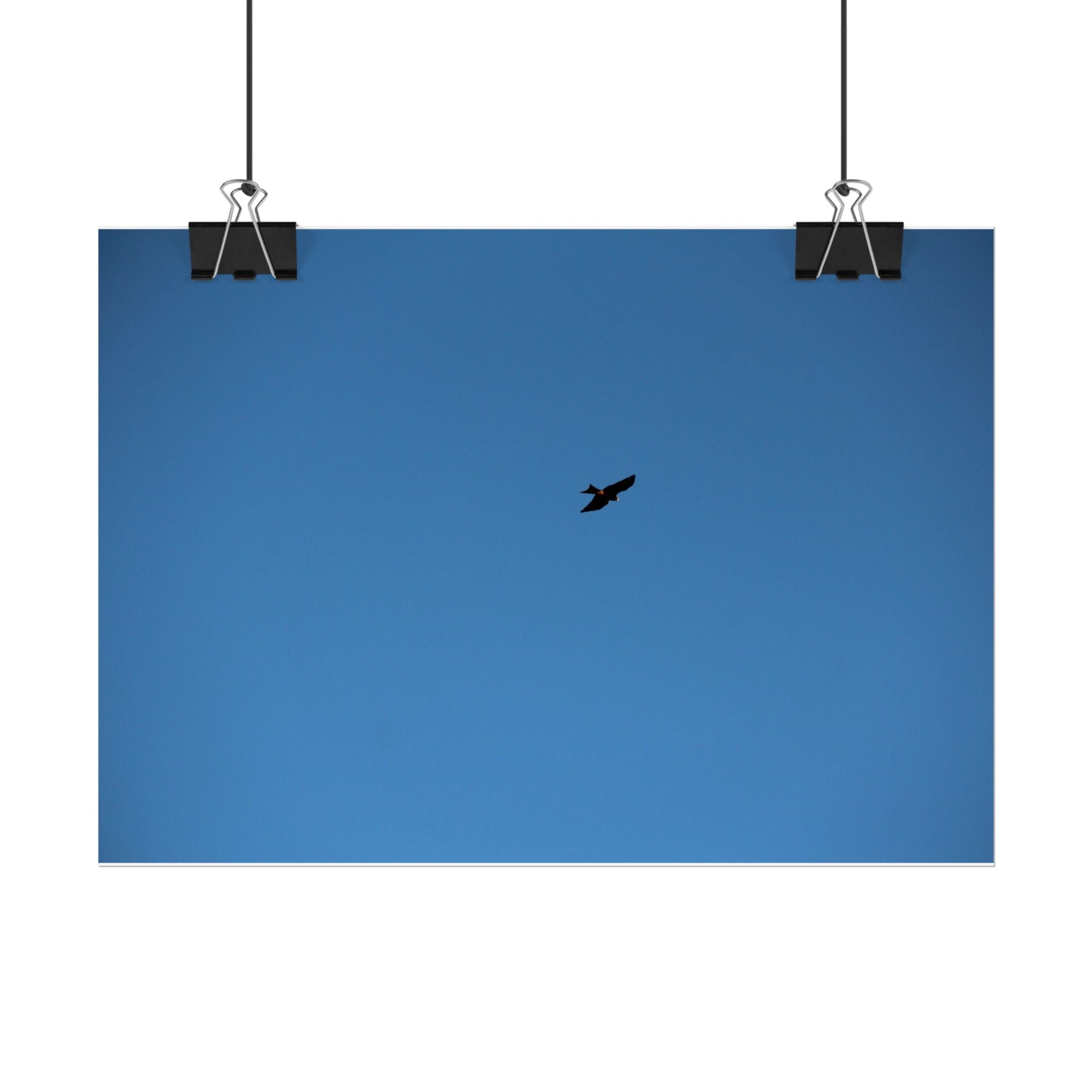 Solo Bird Rolled Poster