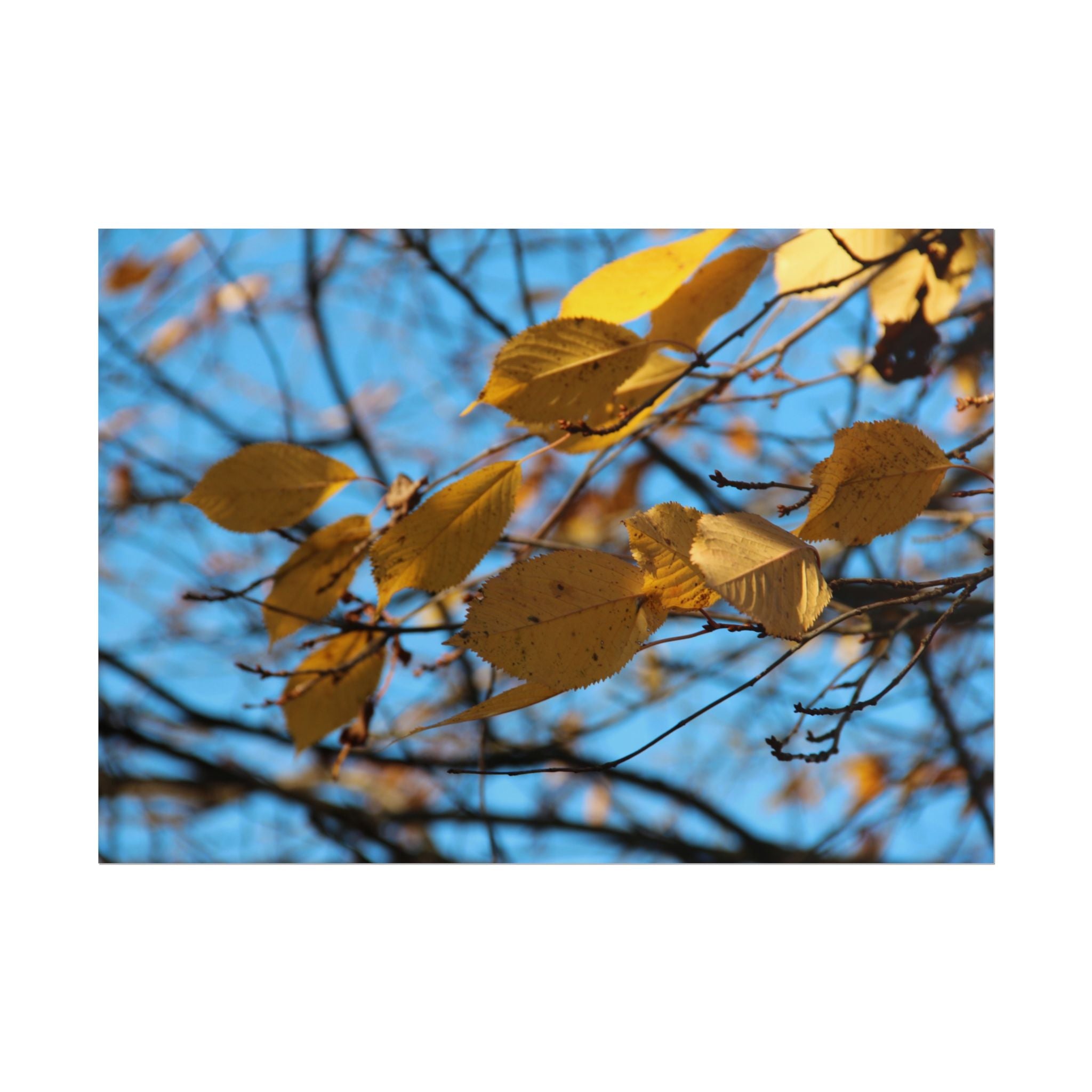 Yellow Leaves Rolled Poster