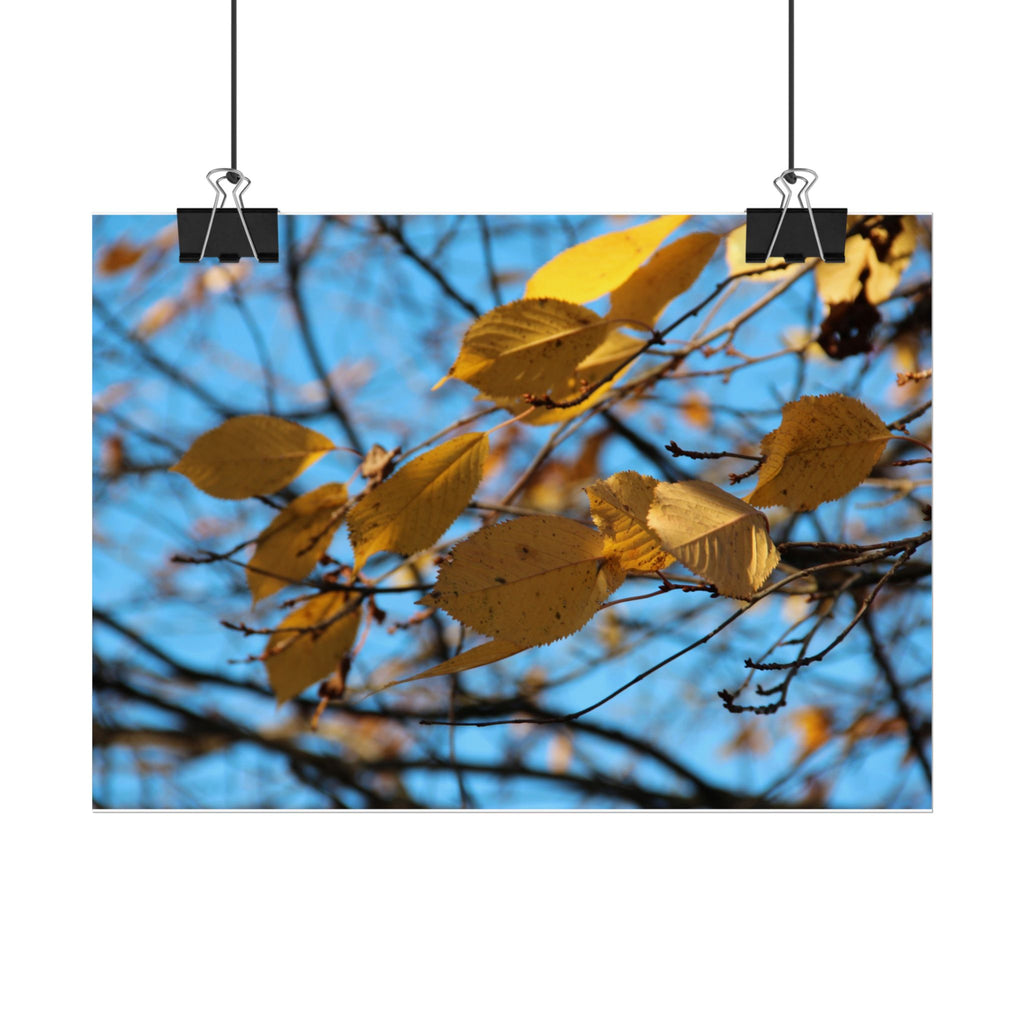 Yellow Leaves Rolled Poster