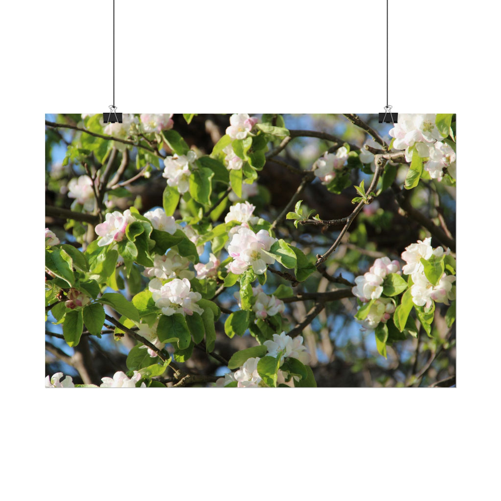 Floral Spring Rolled Poster