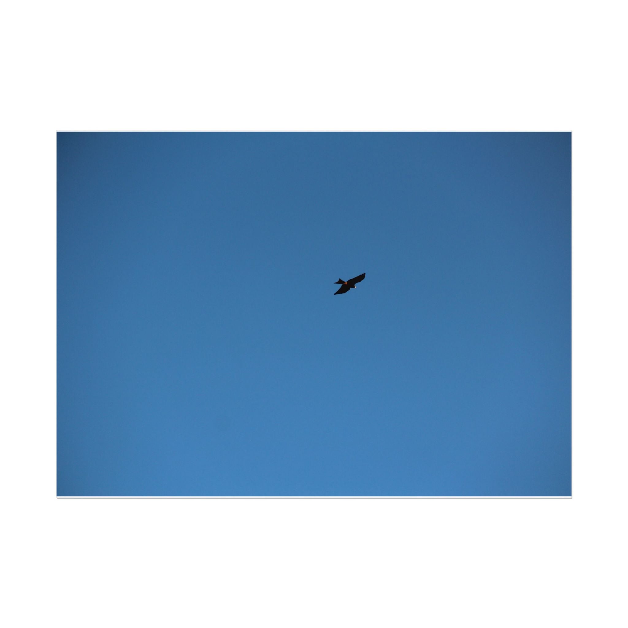 Solo Bird Rolled Poster