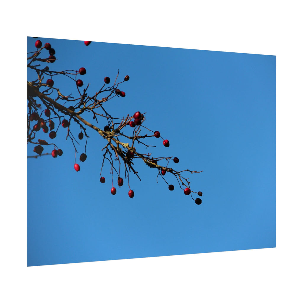 Winter Berries 2 Rolled Poster