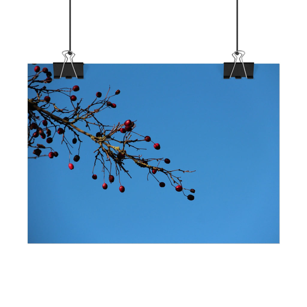 Winter Berries 2 Rolled Poster