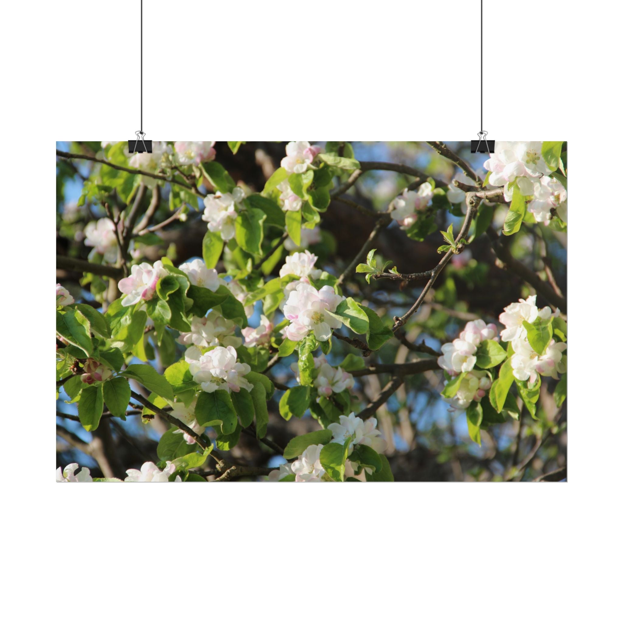 Floral Spring Rolled Poster
