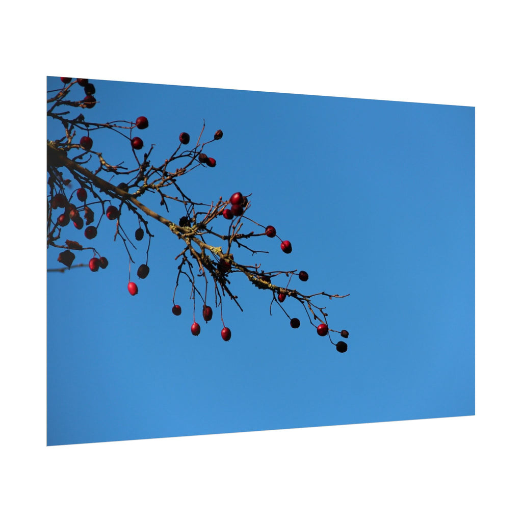 Winter Berries 2 Rolled Poster