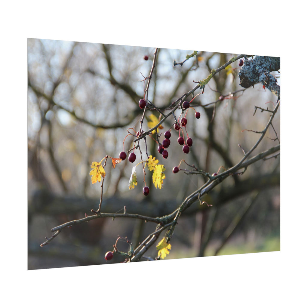 Winter Berries Rolled Poster