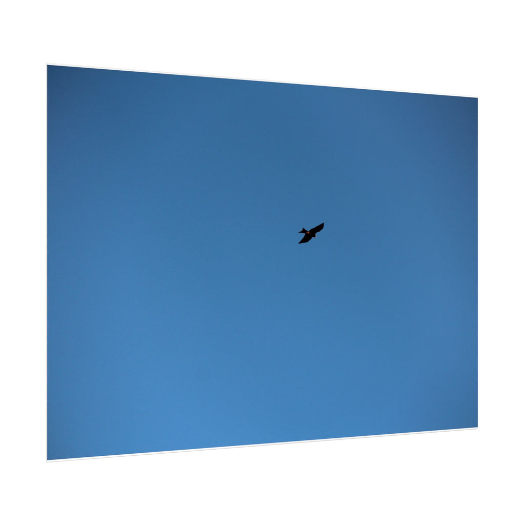 Solo Bird Rolled Poster