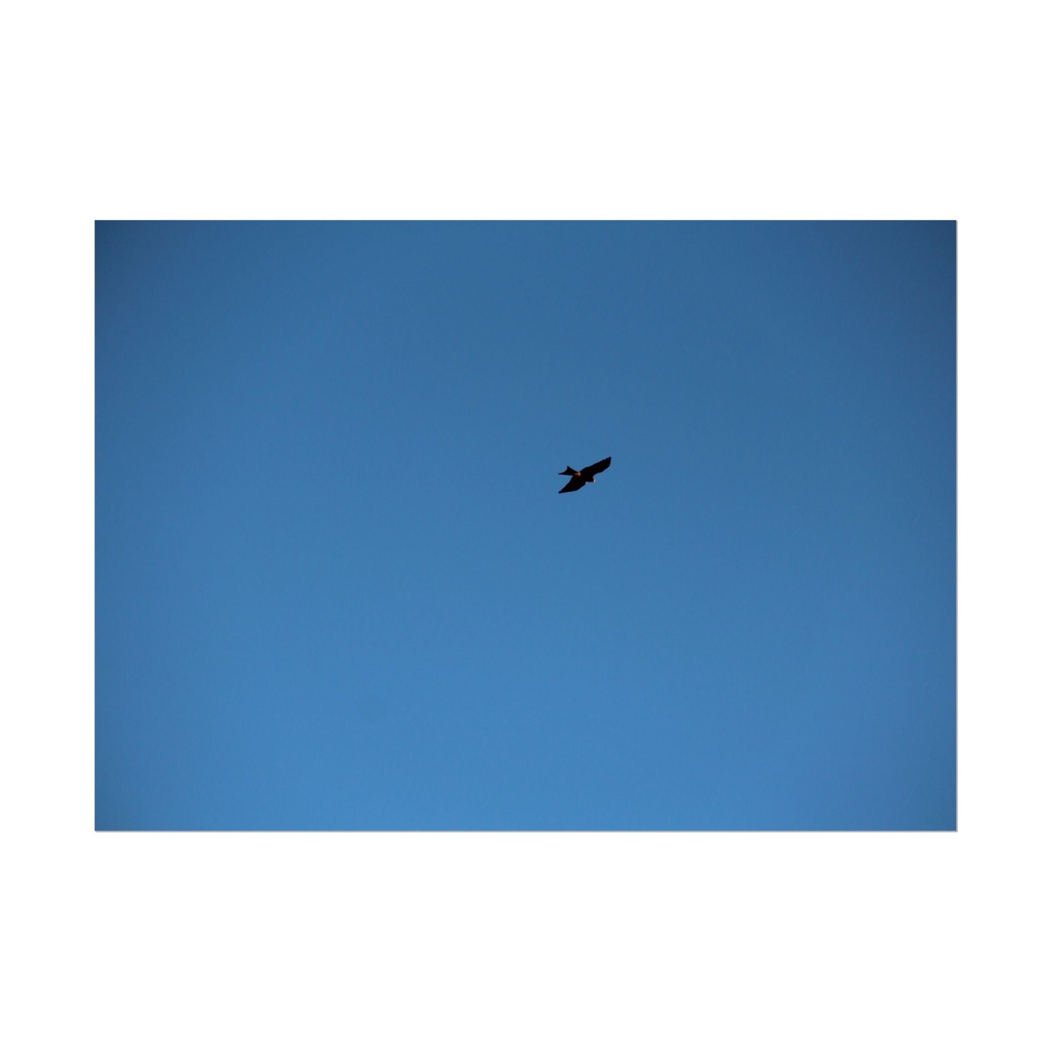 Solo Bird Rolled Poster