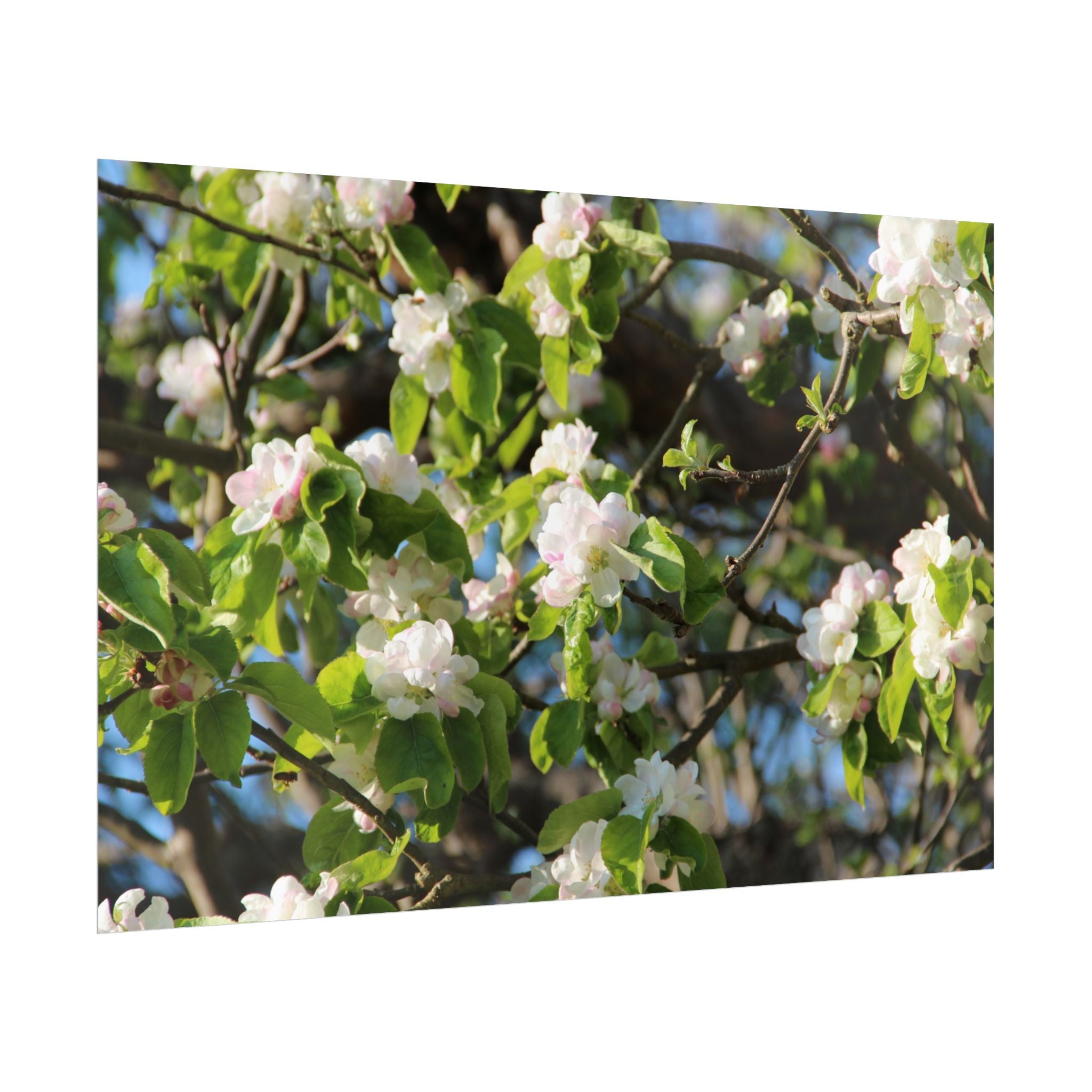 Floral Spring Rolled Poster