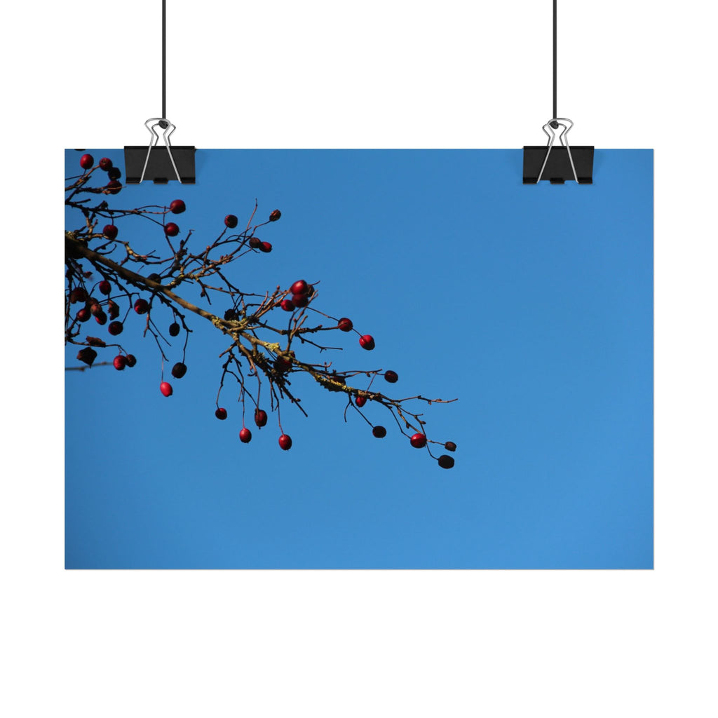 Winter Berries 2 Rolled Poster