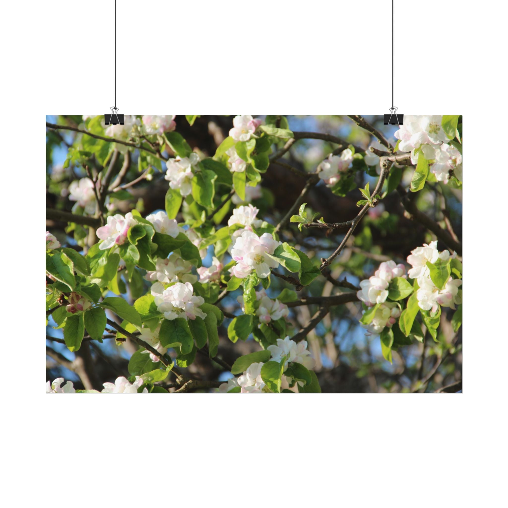 Floral Spring Rolled Poster