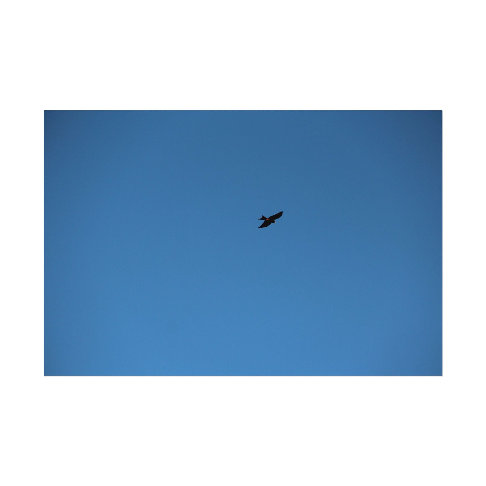 Solo Bird Rolled Poster