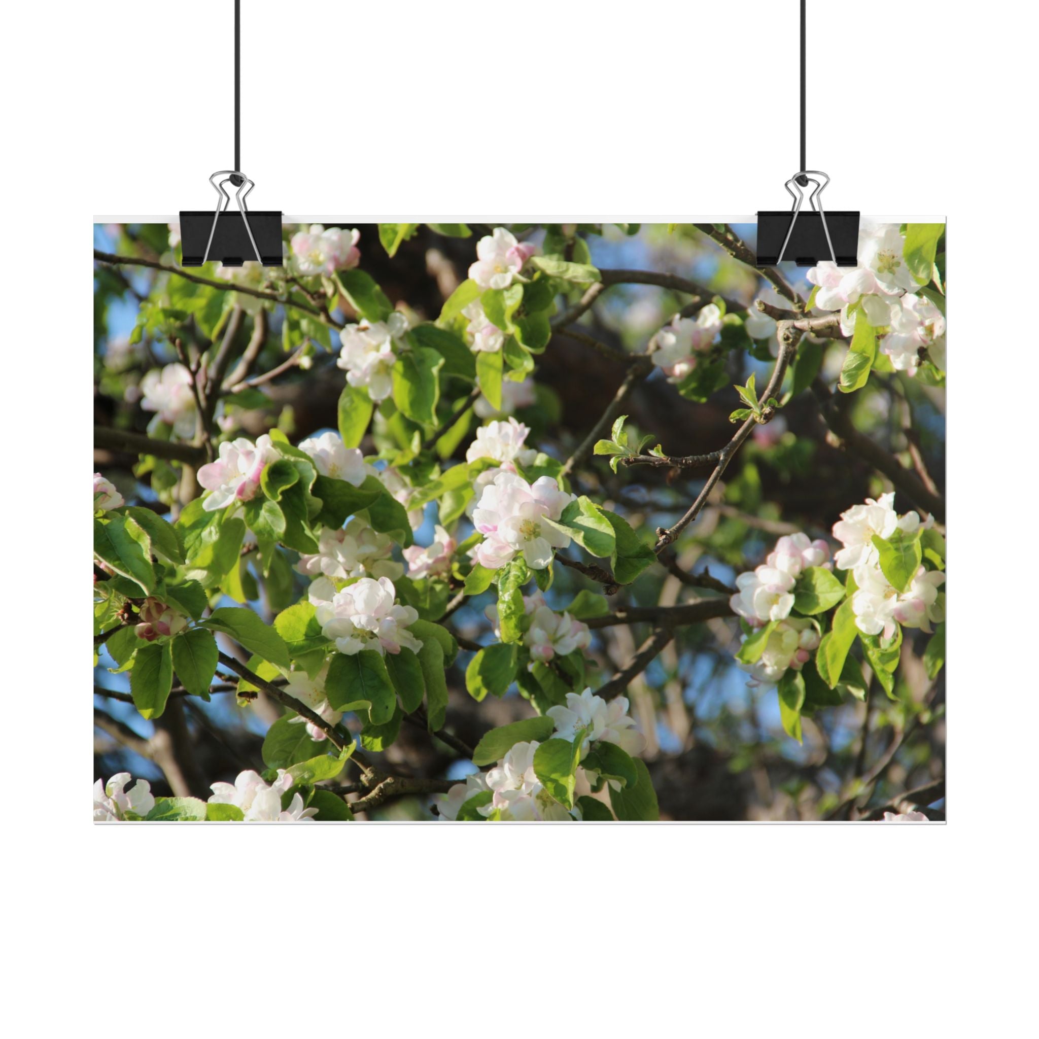 Floral Spring Rolled Poster