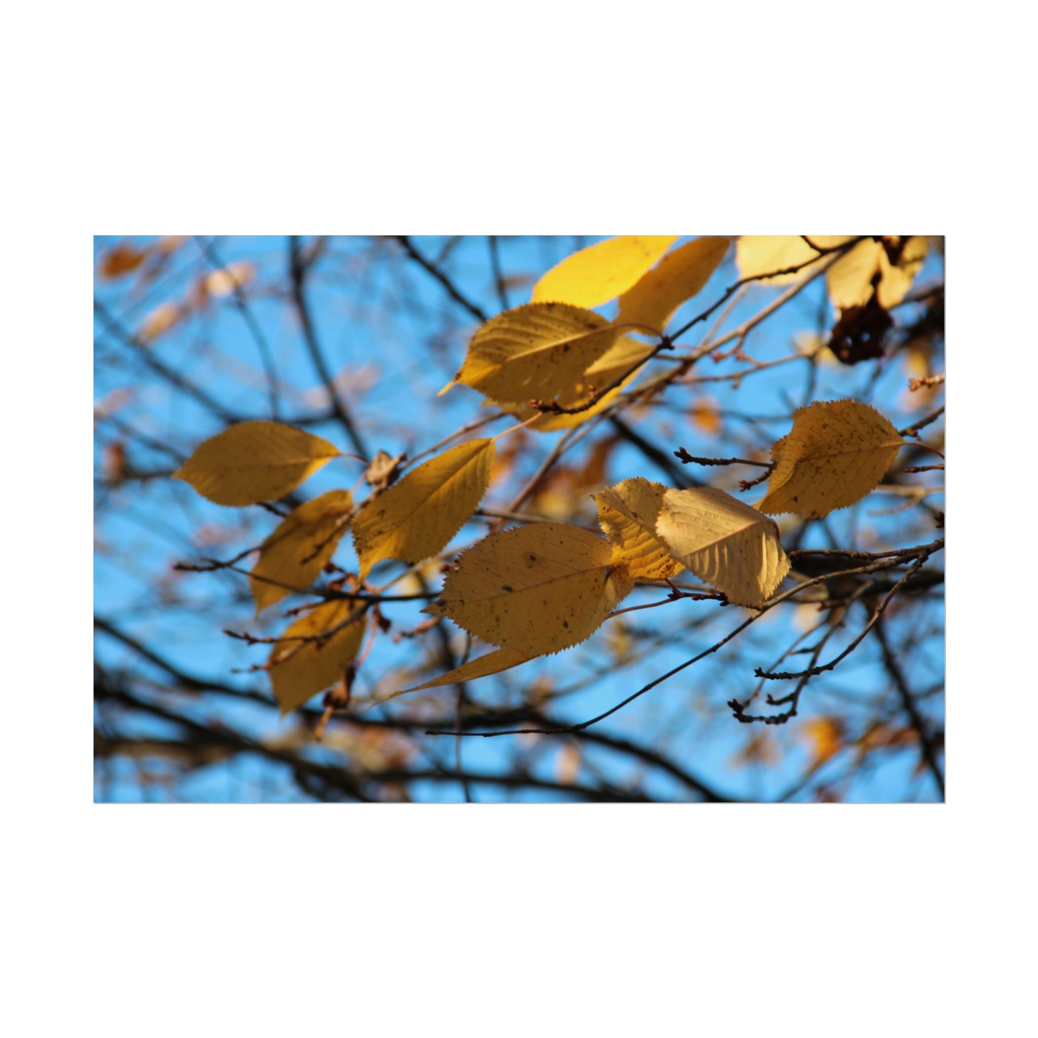 Yellow Leaves Rolled Poster