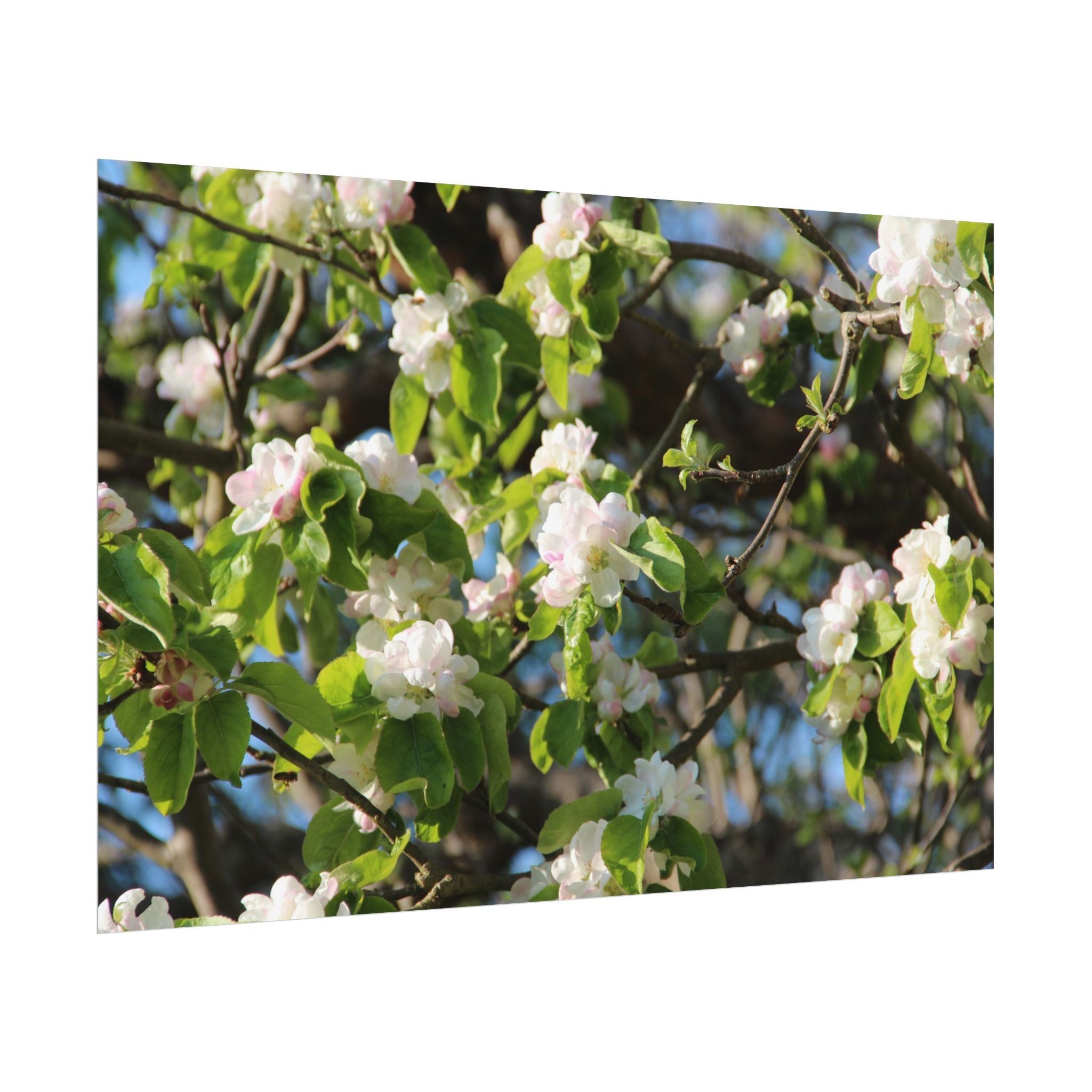 Floral Spring Rolled Poster
