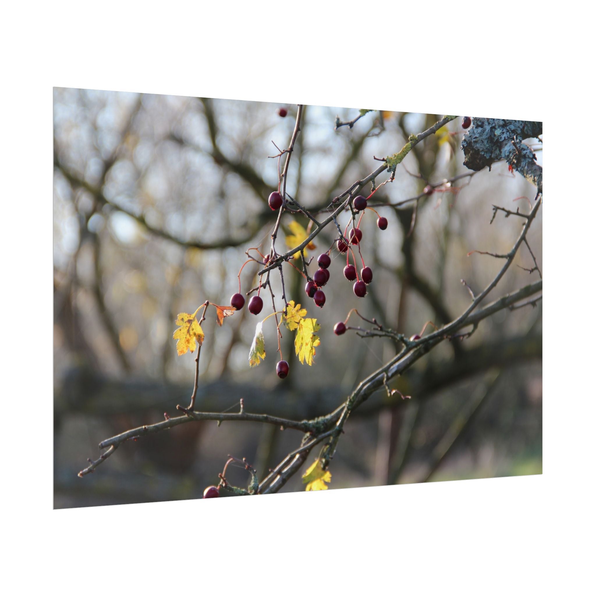 Winter Berries Rolled Poster