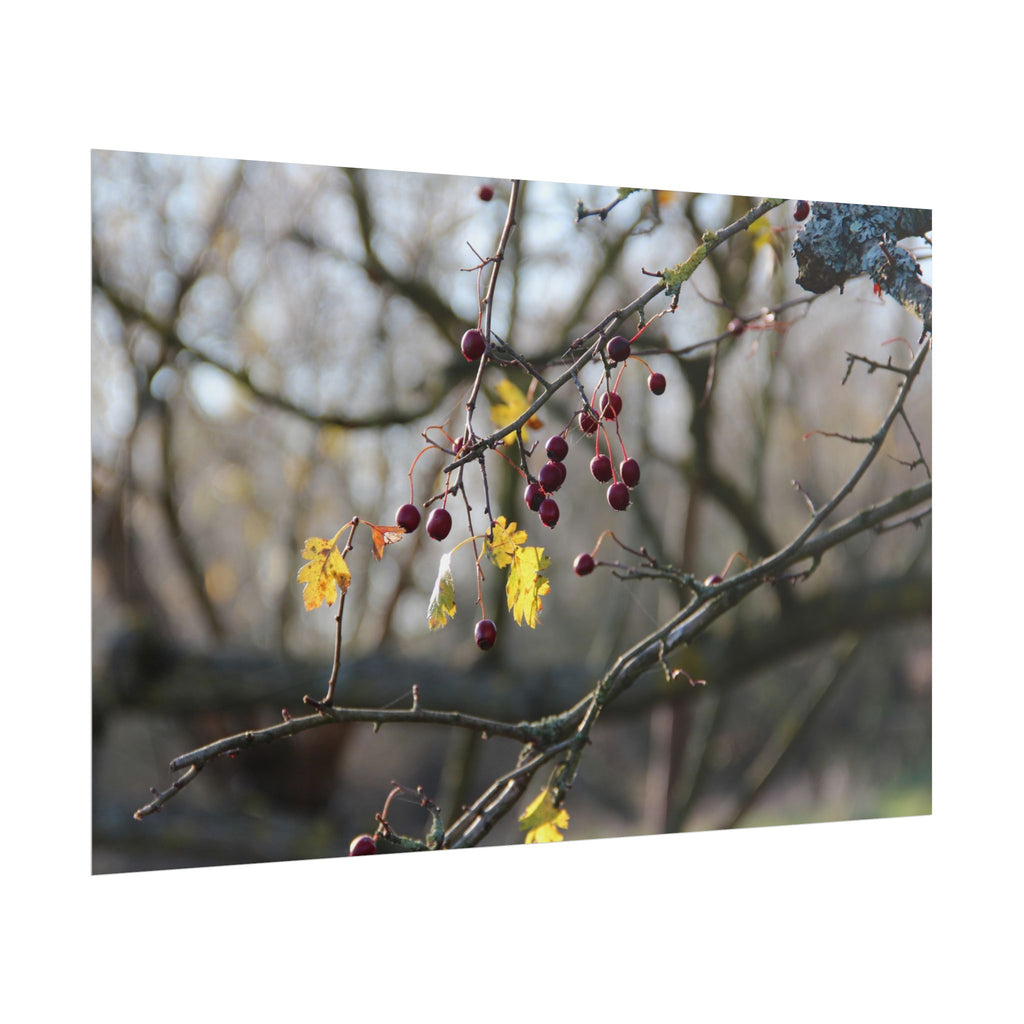 Winter Berries Rolled Poster