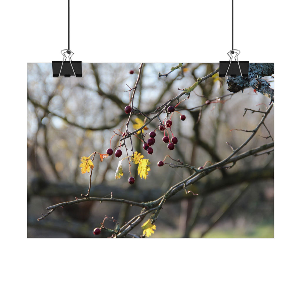 Winter Berries Rolled Poster