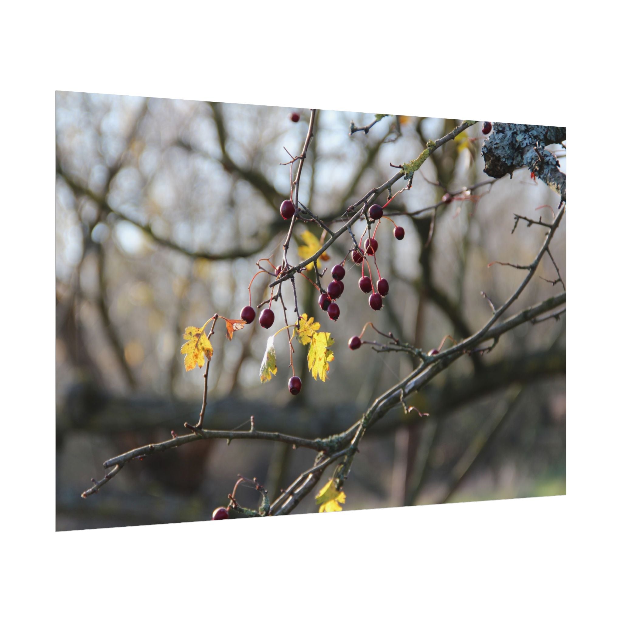 Winter Berries Rolled Poster