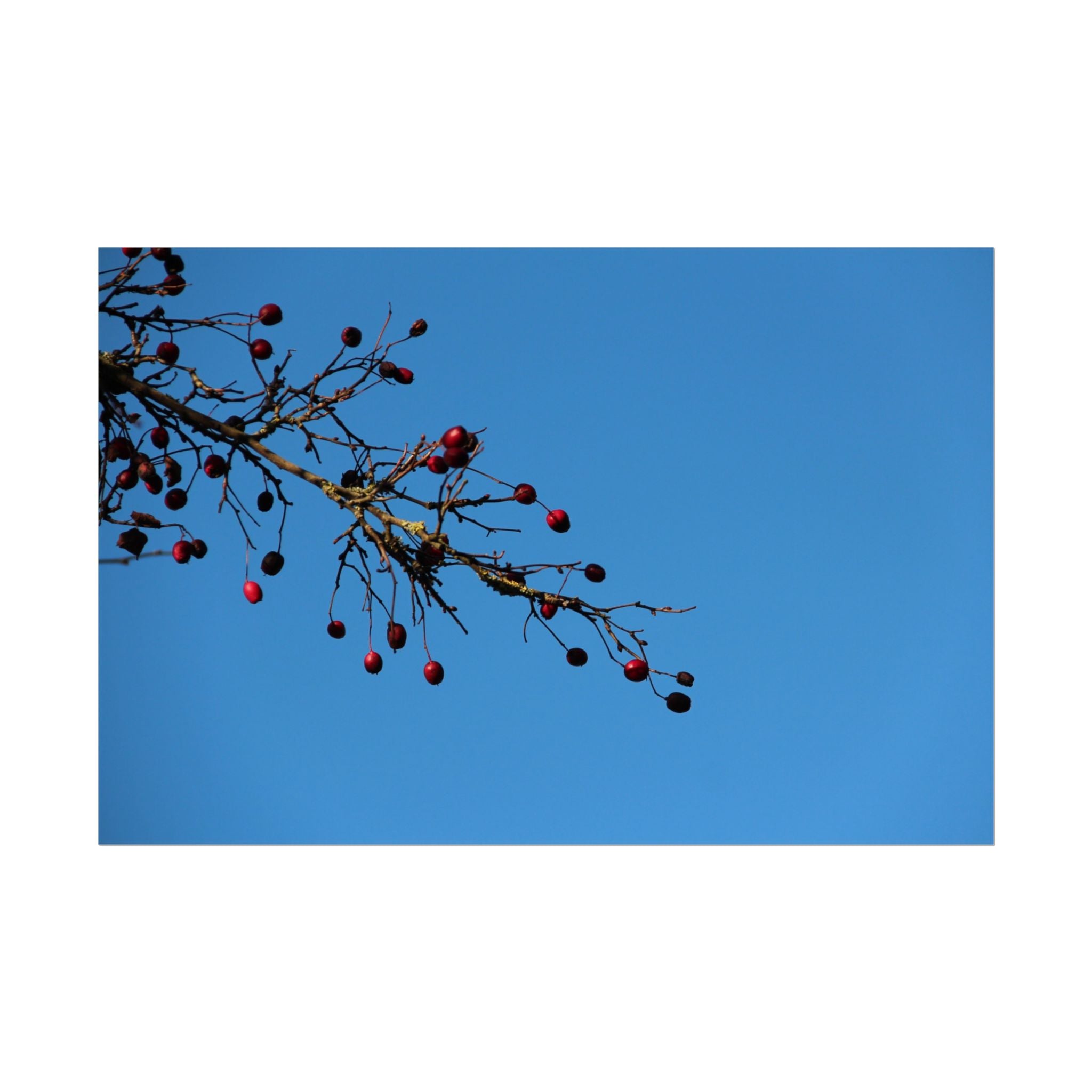 Winter Berries 2 Rolled Poster