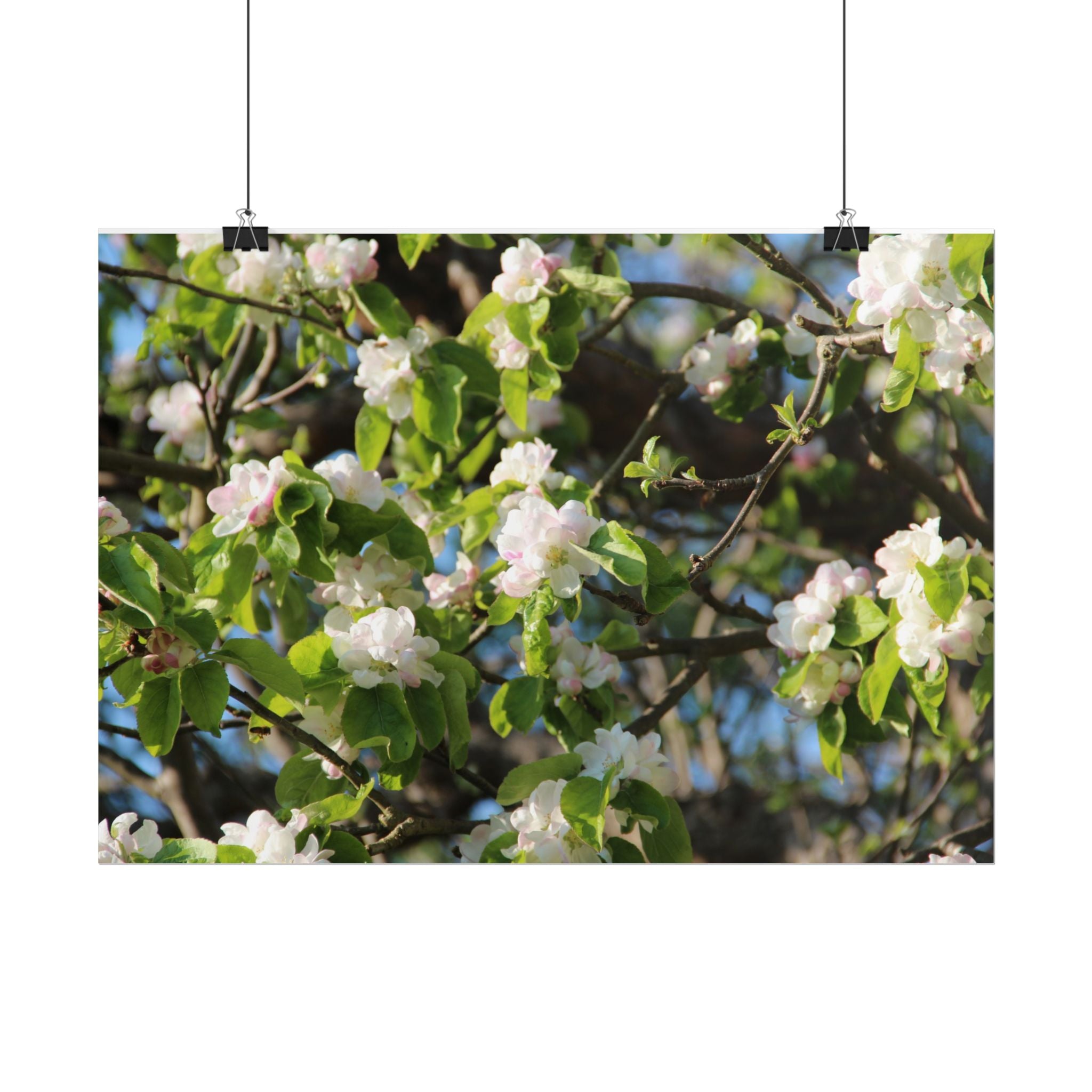 Floral Spring Rolled Poster