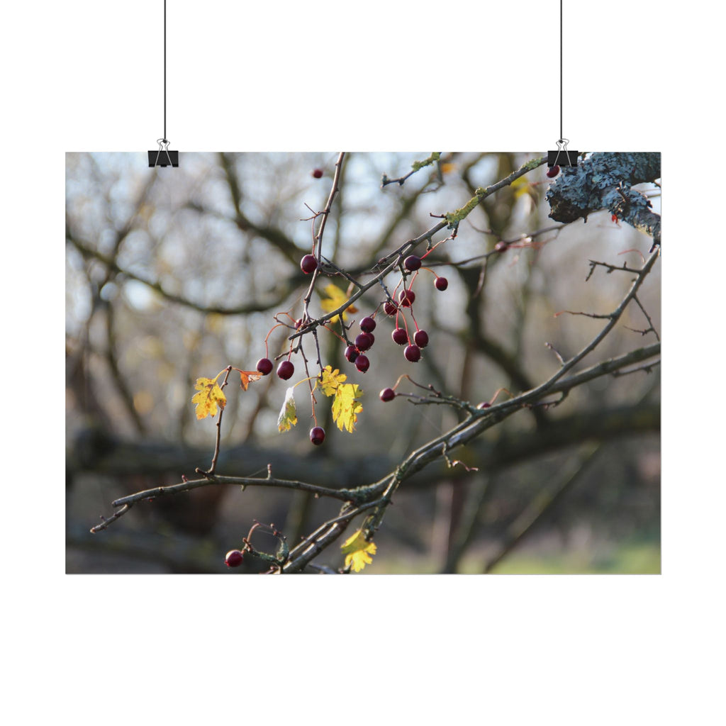 Winter Berries Rolled Poster