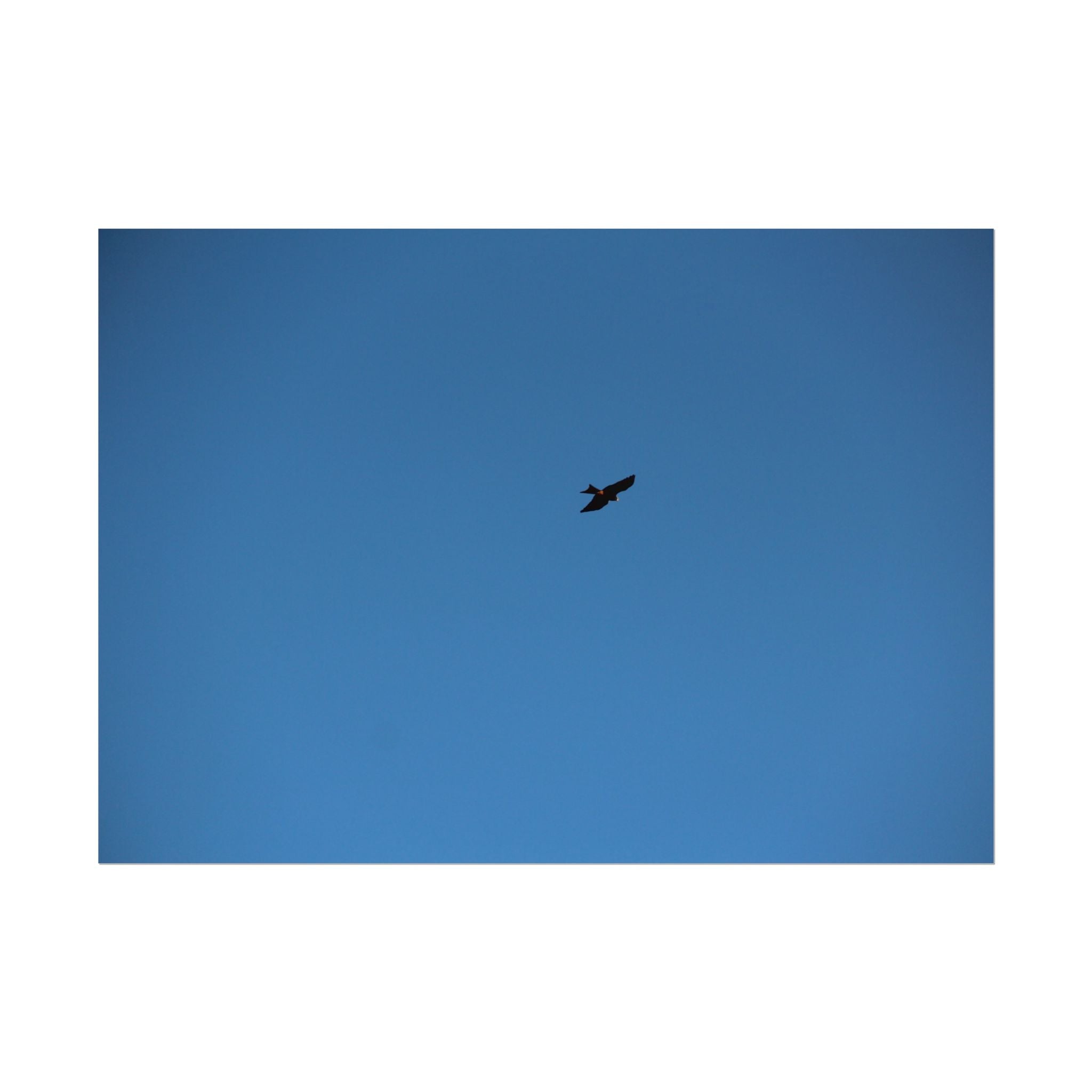 Solo Bird Rolled Poster